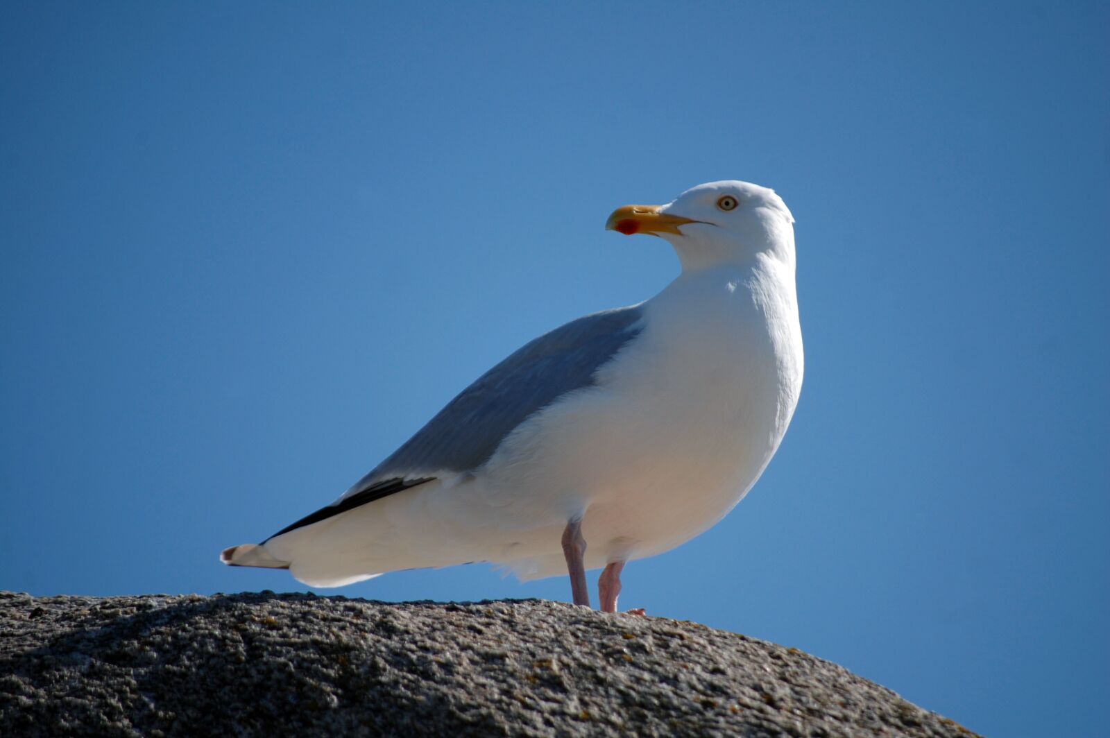 Nikon D40 sample photo. Bird, sea, seagull photography