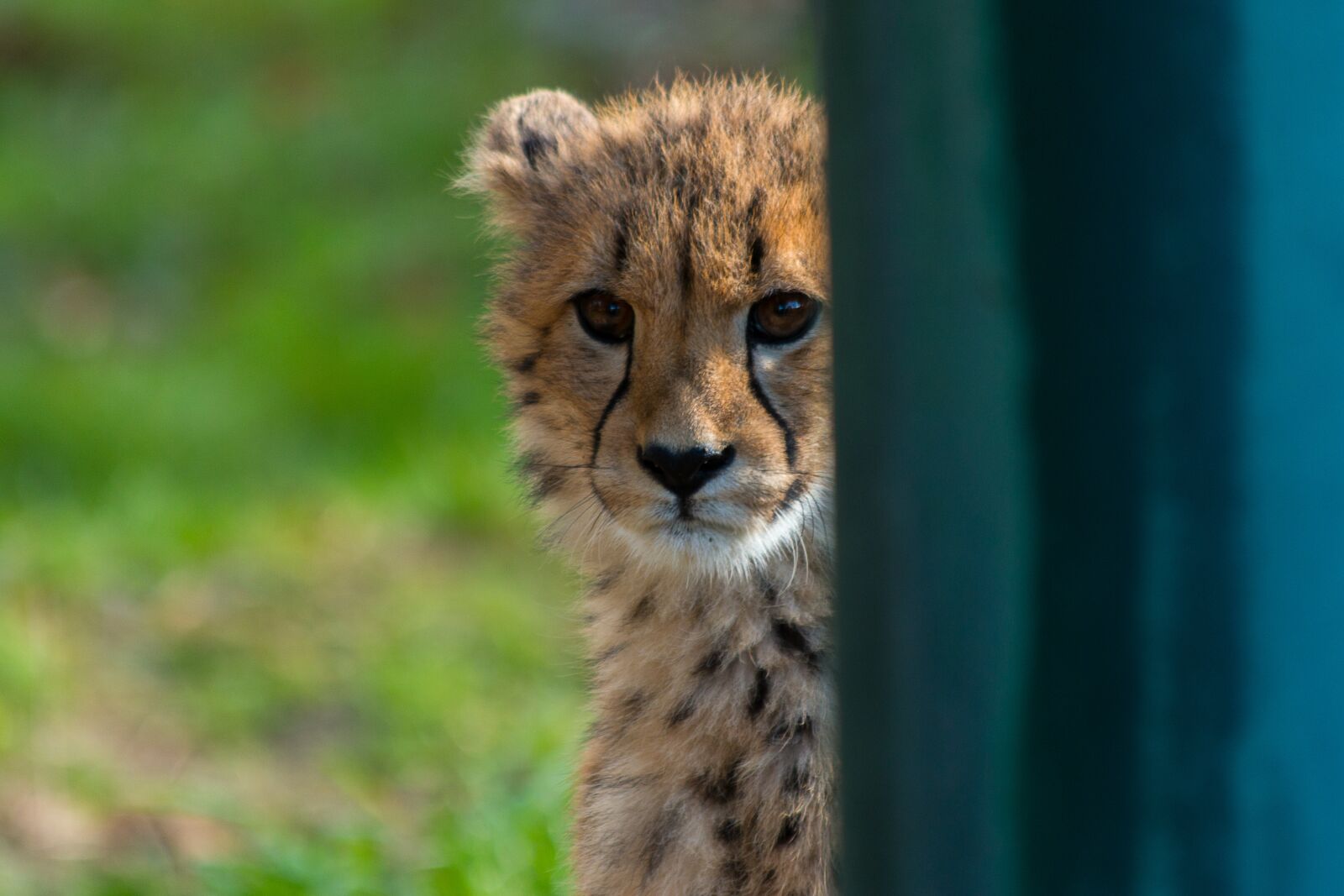Canon EF 70-300mm F4-5.6 IS USM sample photo. Animal world, mammal, cat photography