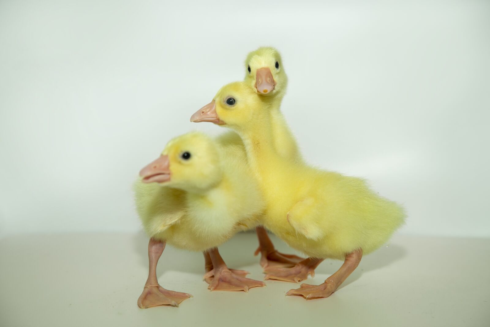 Canon EF 24-105mm F4L IS USM sample photo. Geese, chicks, birds photography