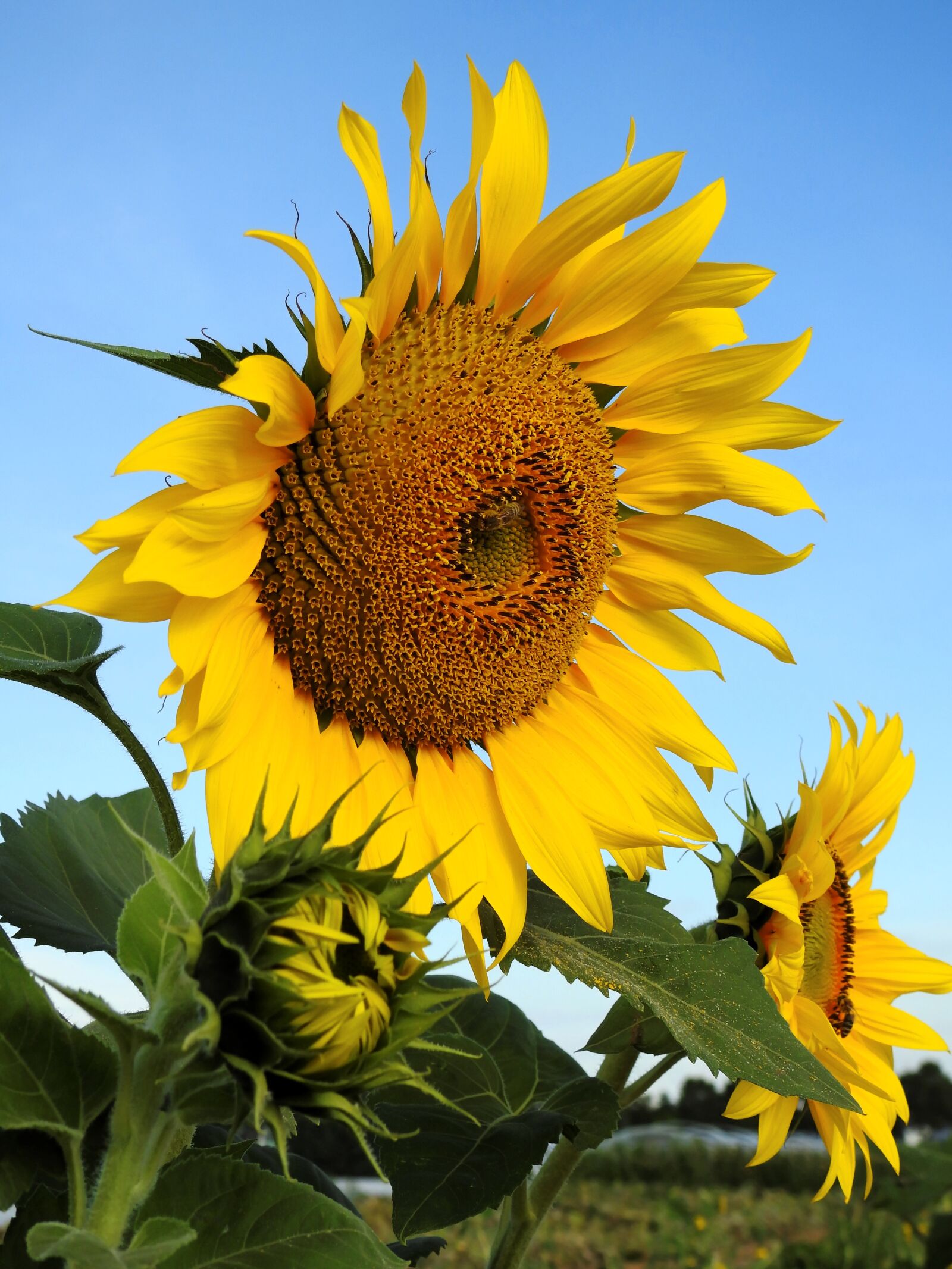 Nikon Coolpix P900 sample photo. Flower, sunflower, yellow photography