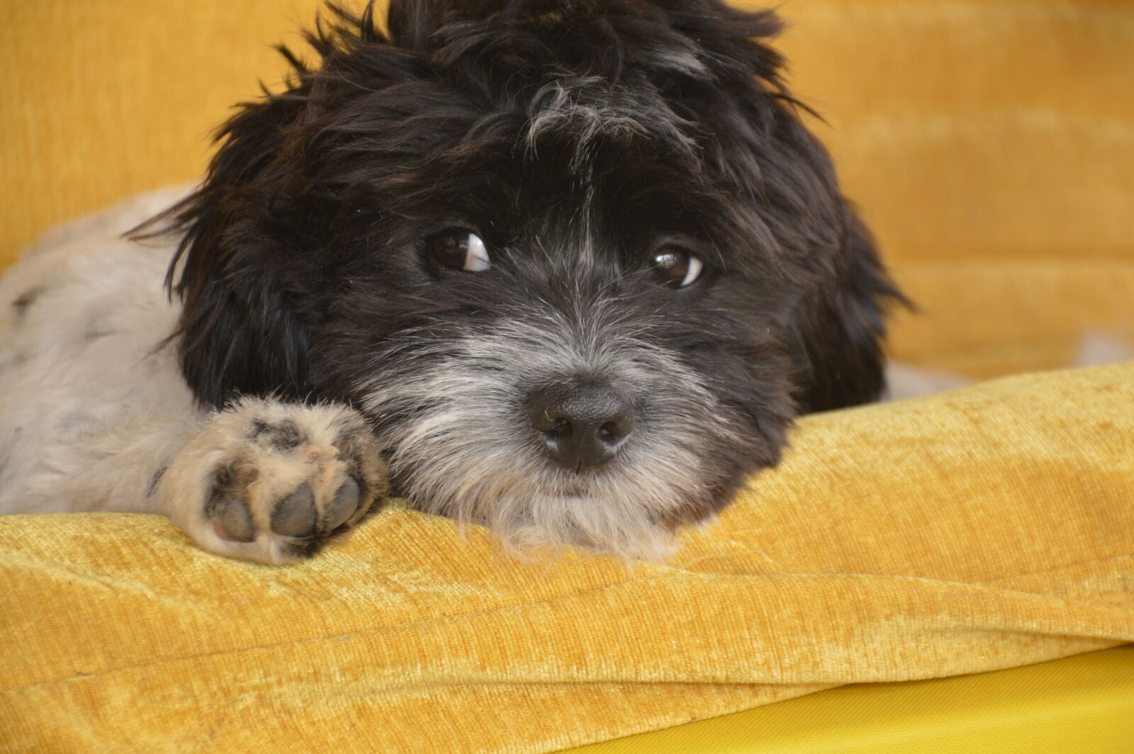 Nikon D3200 sample photo. Perro, perrito, mascota photography