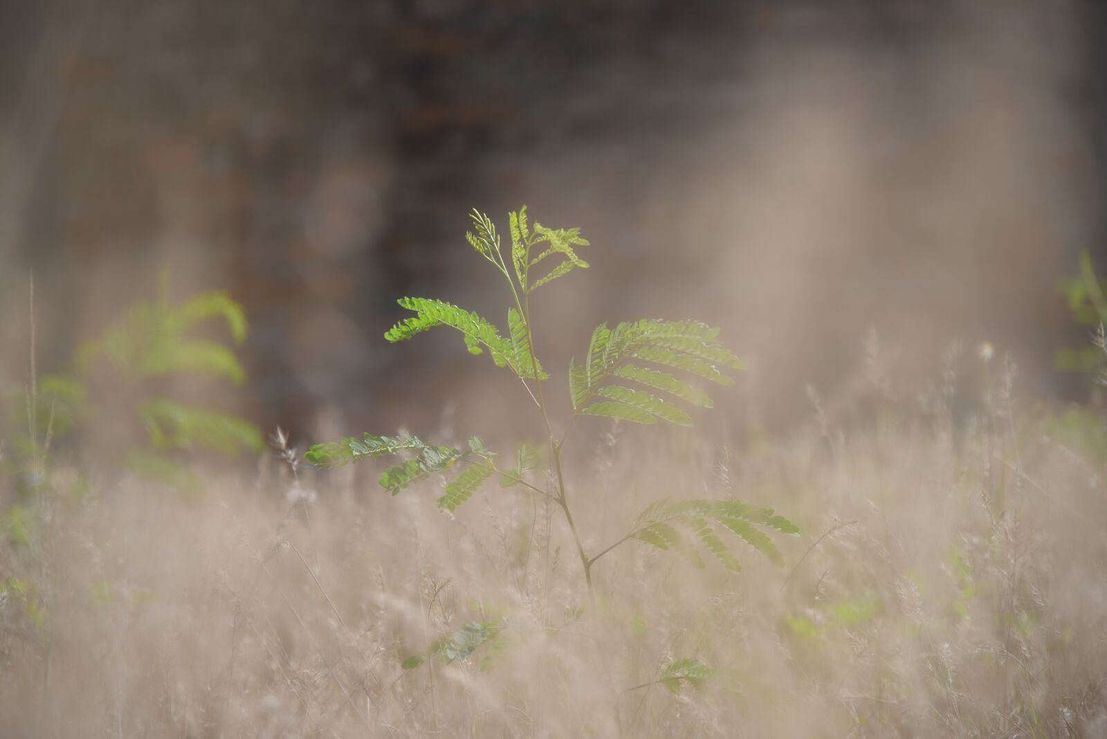 Nikon D810 sample photo. Plant, green, outdoor photography