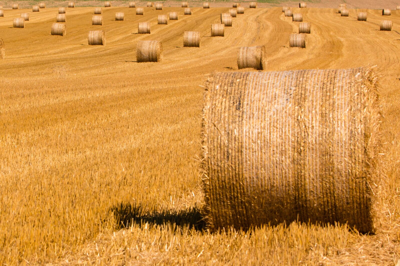 Canon EOS 70D sample photo. Summer, straw, straw bales photography