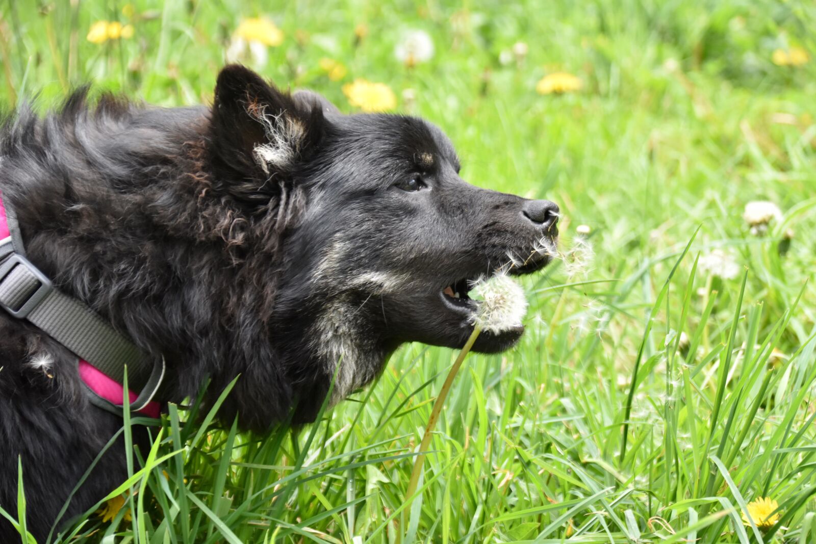 Nikon D5600 sample photo. Dog, pup, puppy photography