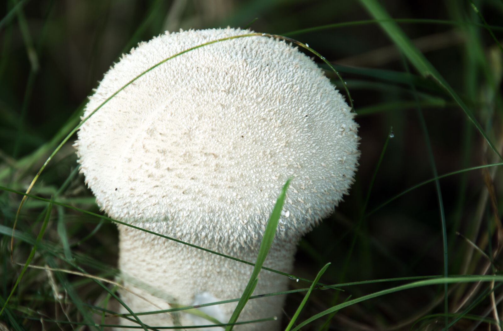 Canon EOS 550D (EOS Rebel T2i / EOS Kiss X4) sample photo. Autumn, mold, mushroom photography