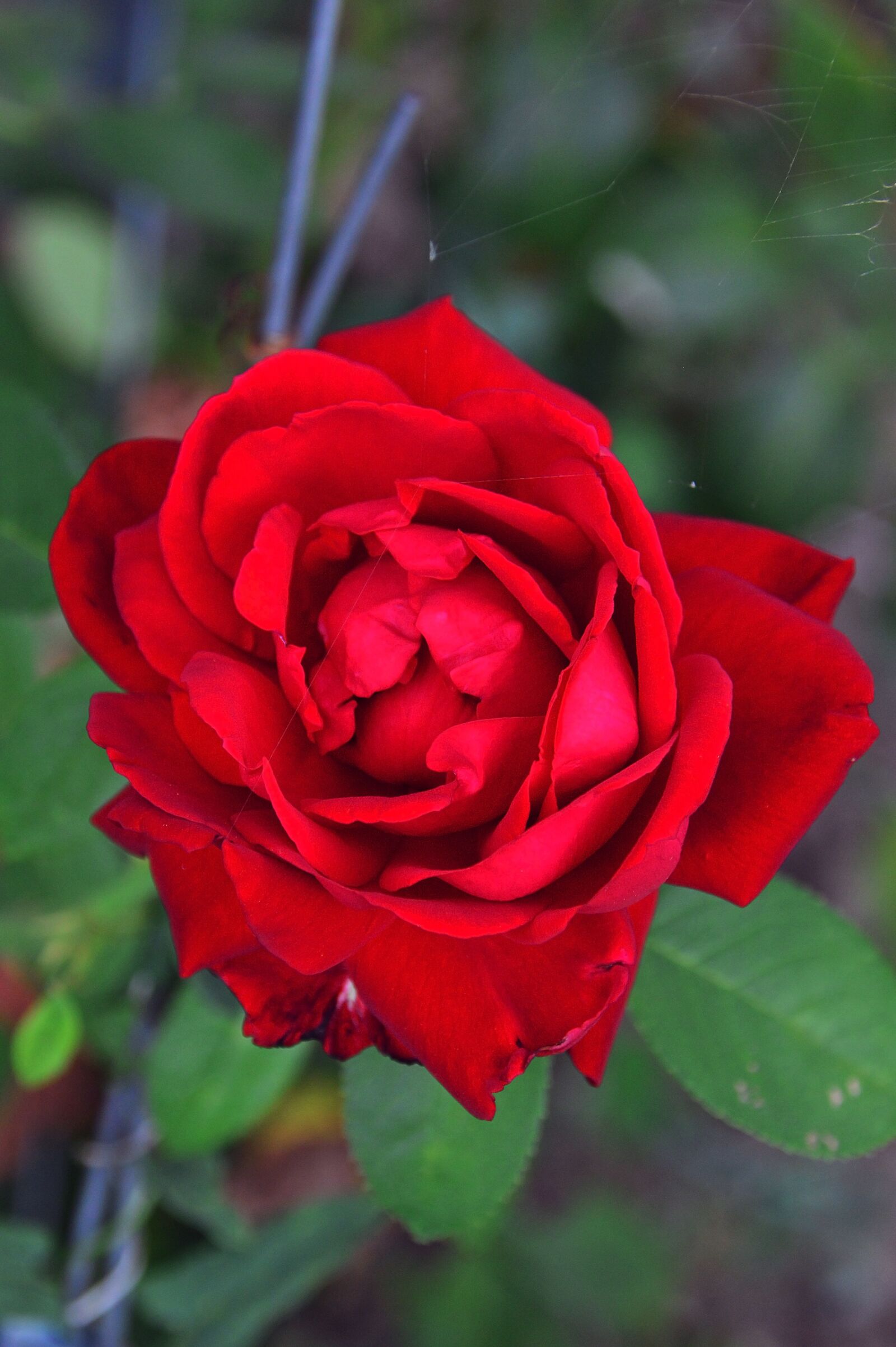 Nikon D3200 sample photo. Rose, rose petals, red photography