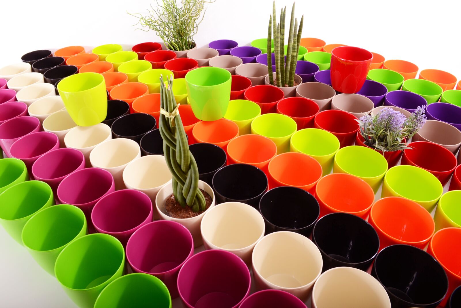 Nikon D3100 sample photo. Plants, flowerpots, color photography