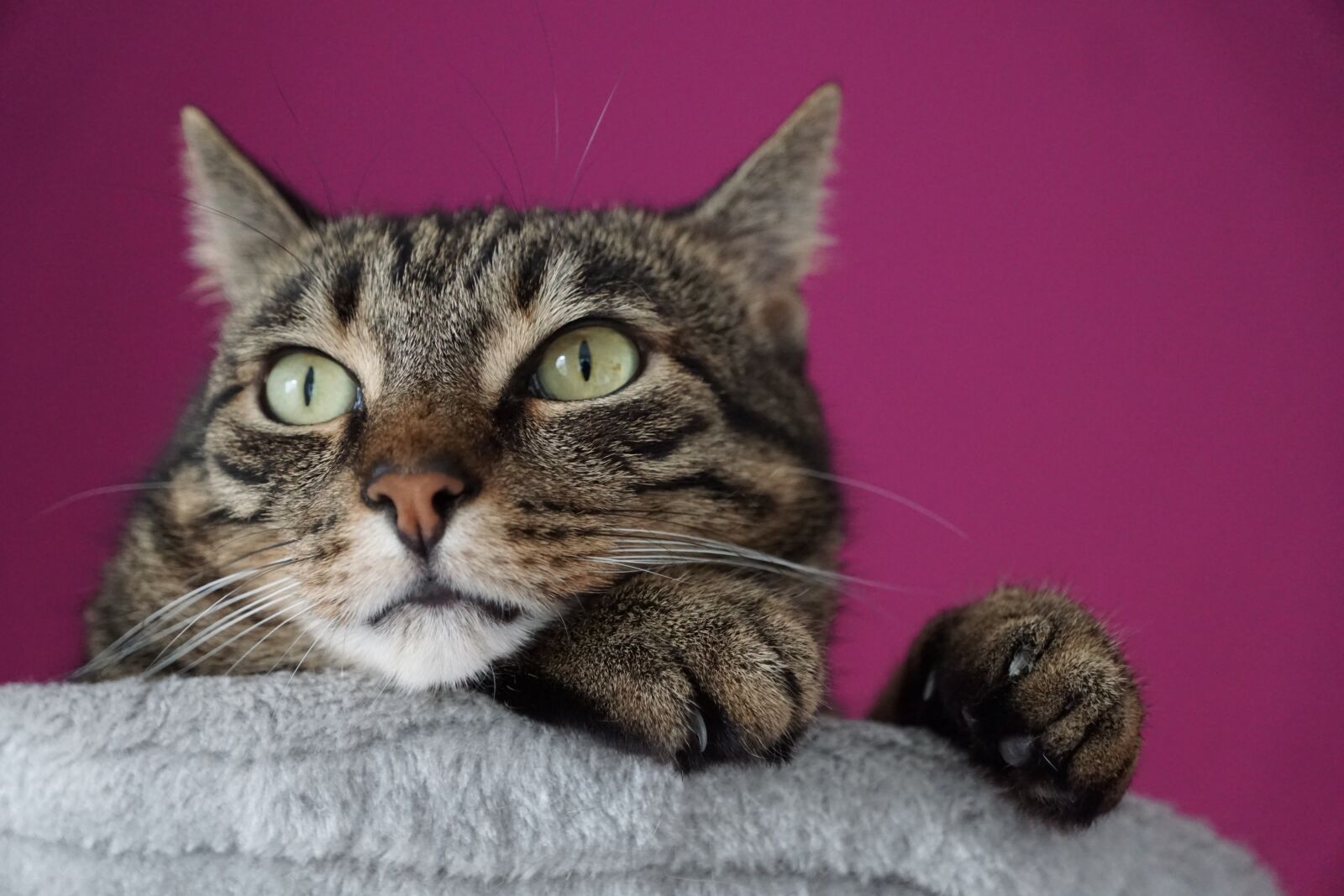 Sony ILCA-77M2 + Sony DT 16-50mm F2.8 SSM sample photo. Cat, tiger, animal photography