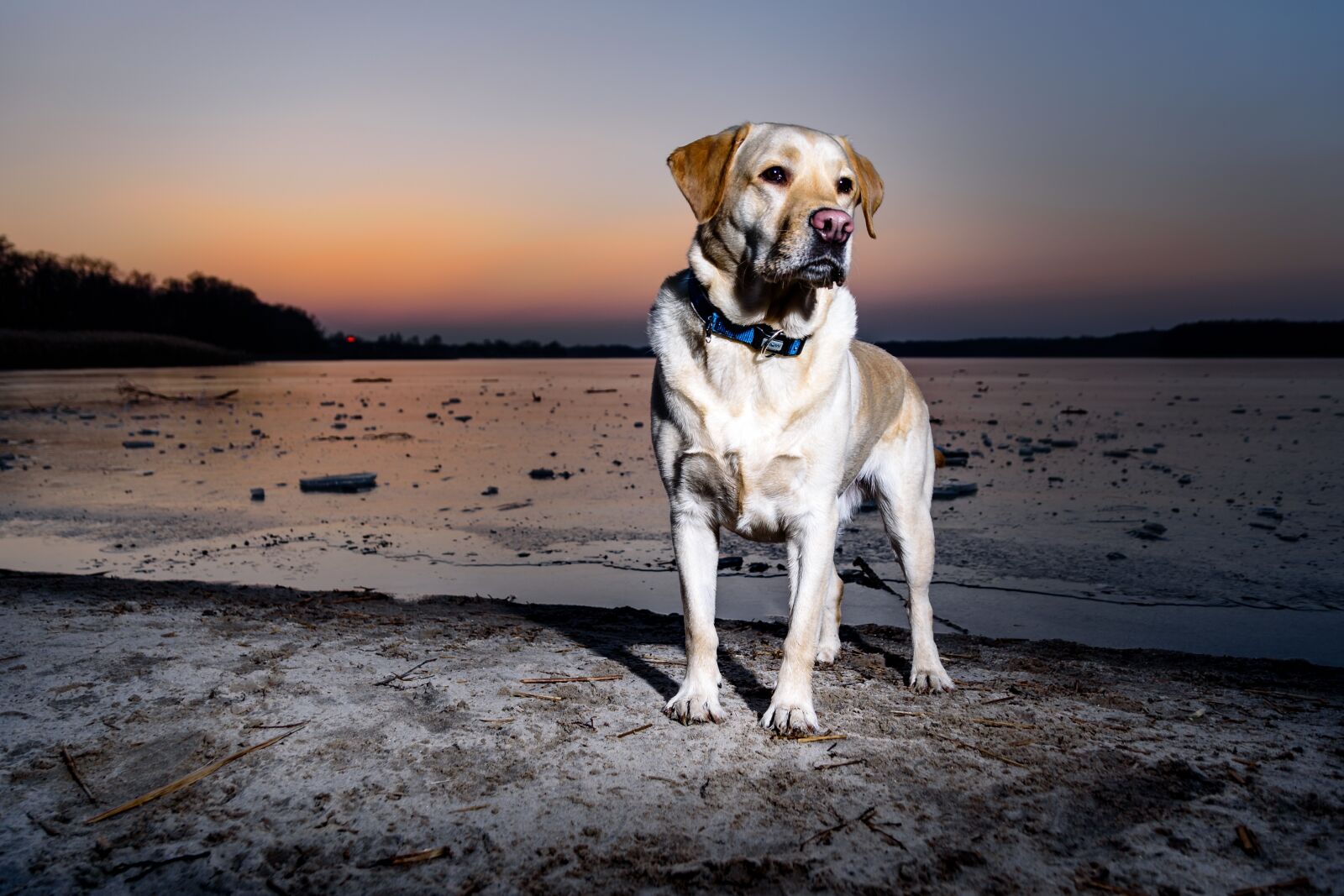 Nikon D750 sample photo. Dog, waters, animal photography