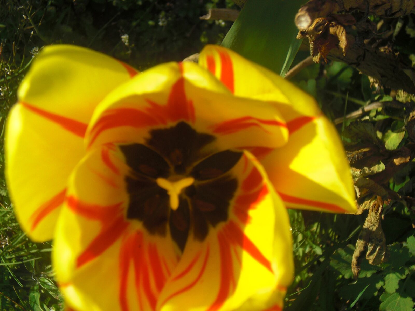 CASIO EX-Z80 sample photo. Yellow, flower, spring photography