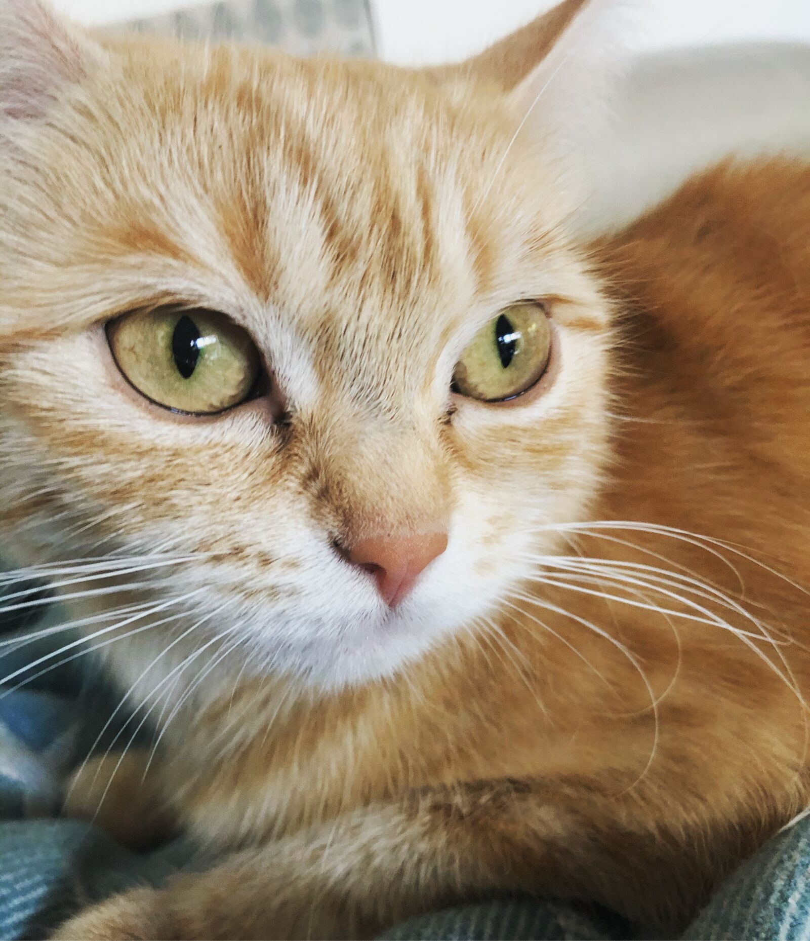 iPhone 8 back camera 3.99mm f/1.8 sample photo. Cat, kitten, gustaf photography