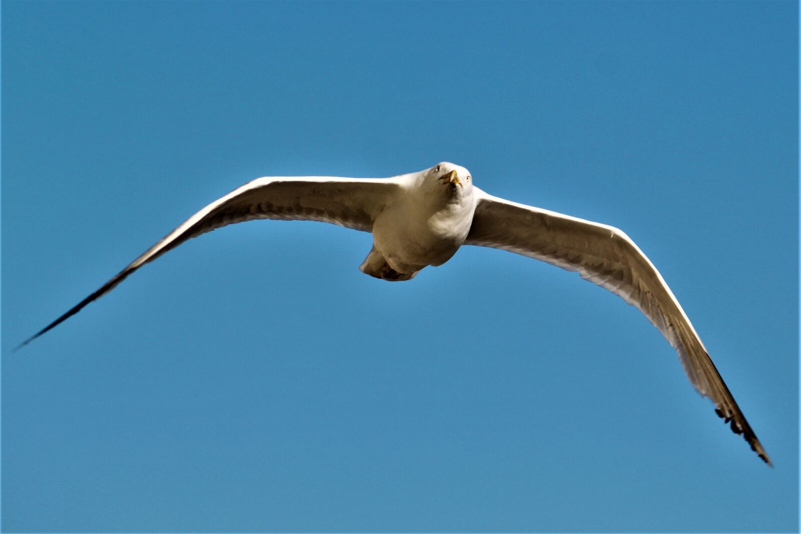 Canon EOS 500D (EOS Rebel T1i / EOS Kiss X3) sample photo. Seagull, bird, brighton photography