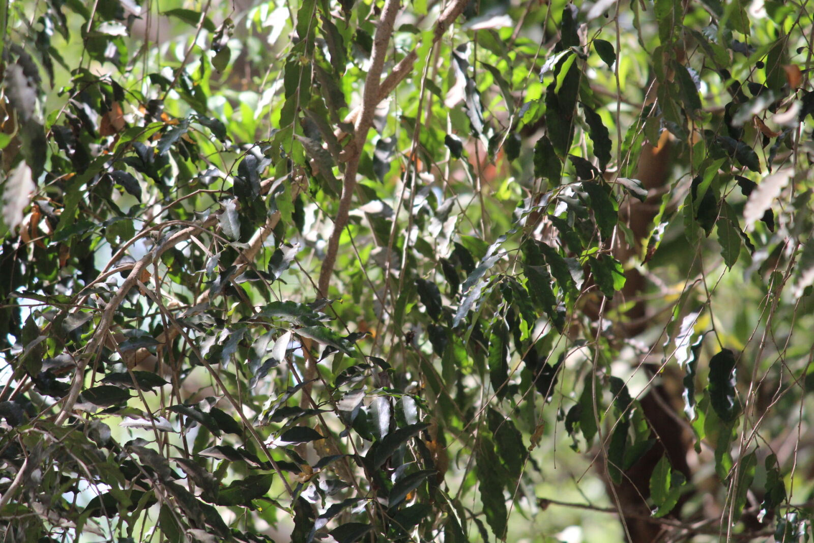 Canon EOS 1300D (EOS Rebel T6 / EOS Kiss X80) sample photo. Apple, tree, bamboo, trees photography