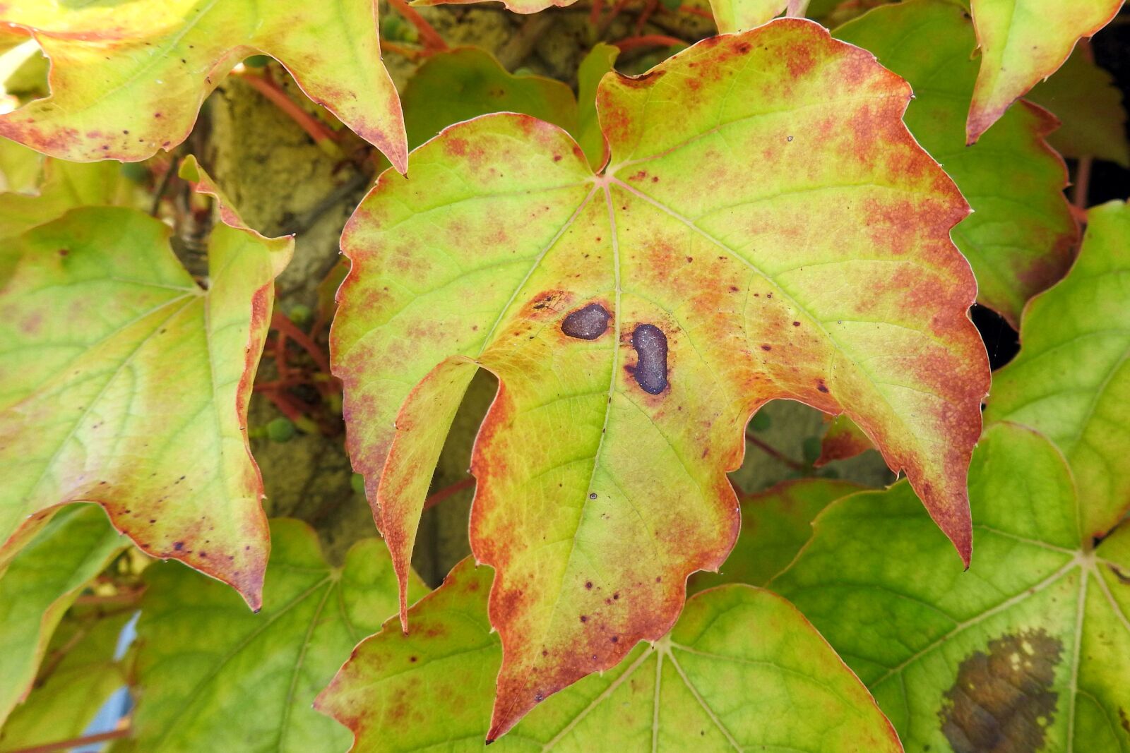 Nikon Coolpix P900 sample photo. Vine, vine leaves, leaves photography