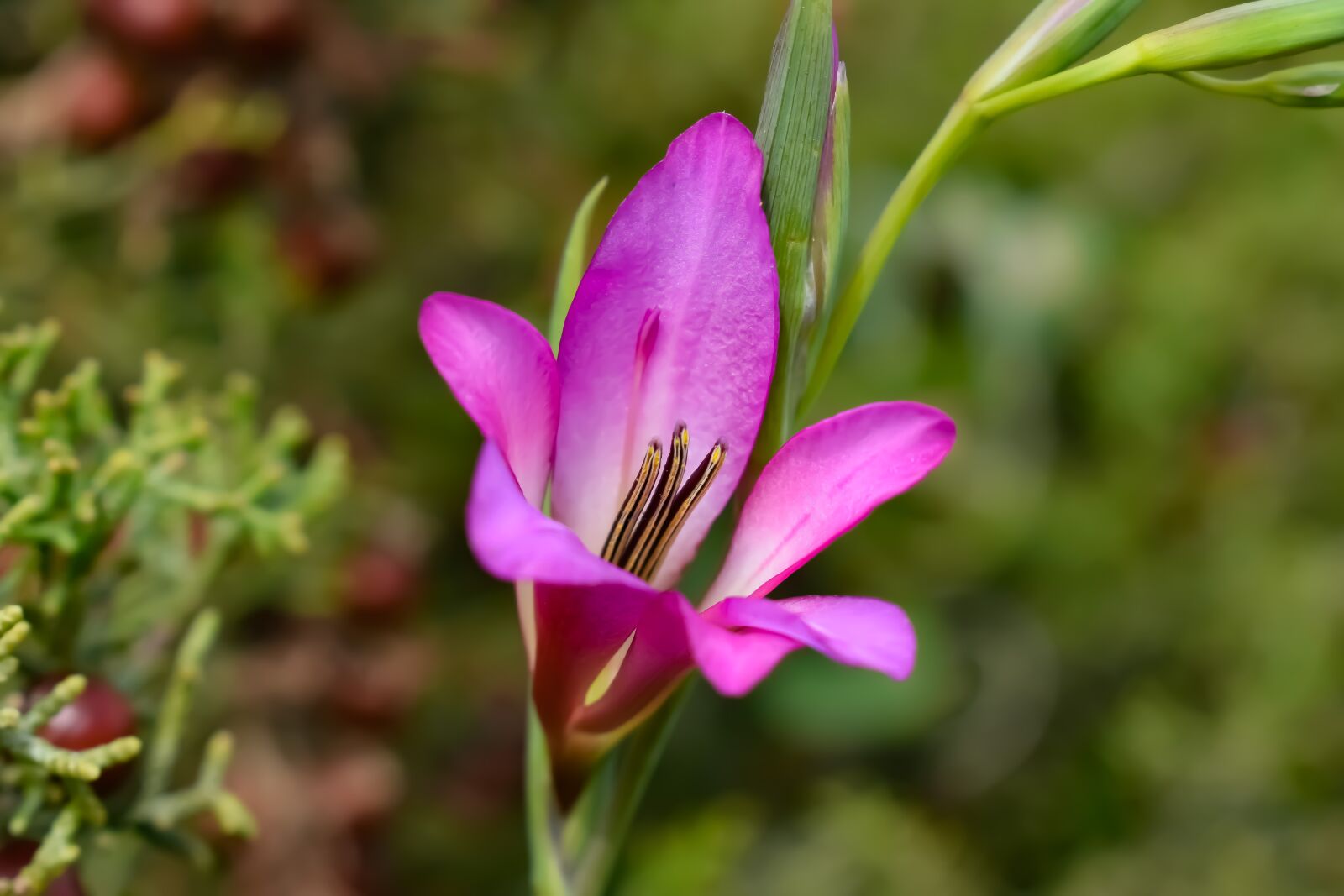 Nikon D3300 sample photo. Wildflower, nature, flower photography