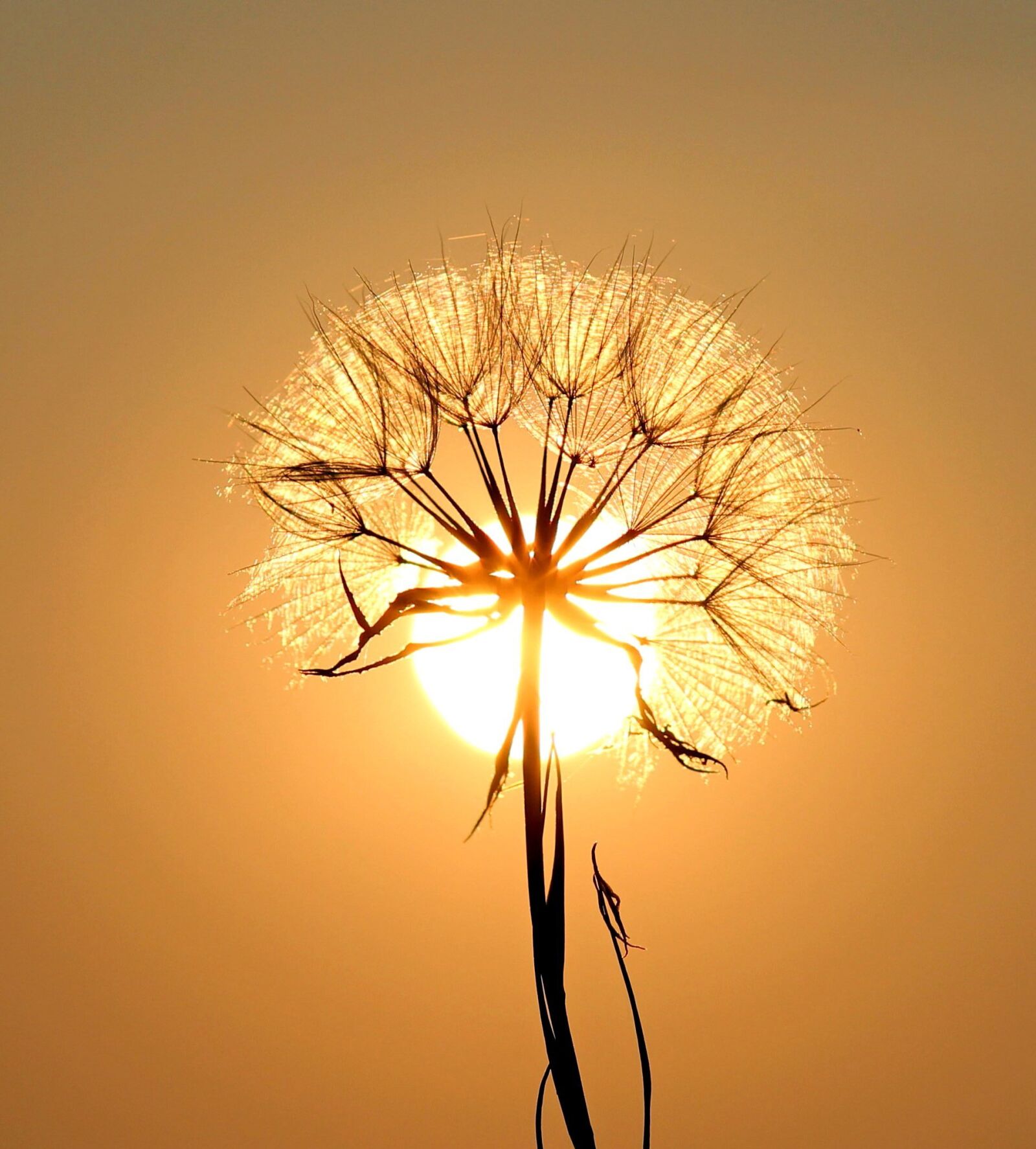 Canon EOS 700D (EOS Rebel T5i / EOS Kiss X7i) sample photo. Dandelion, sun, seed, sunset photography