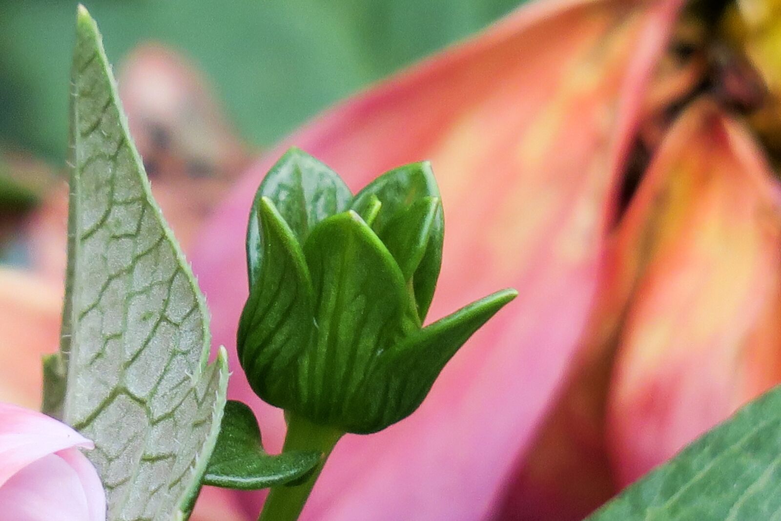 Canon PowerShot G3 X sample photo. Leaf, plant, nature photography