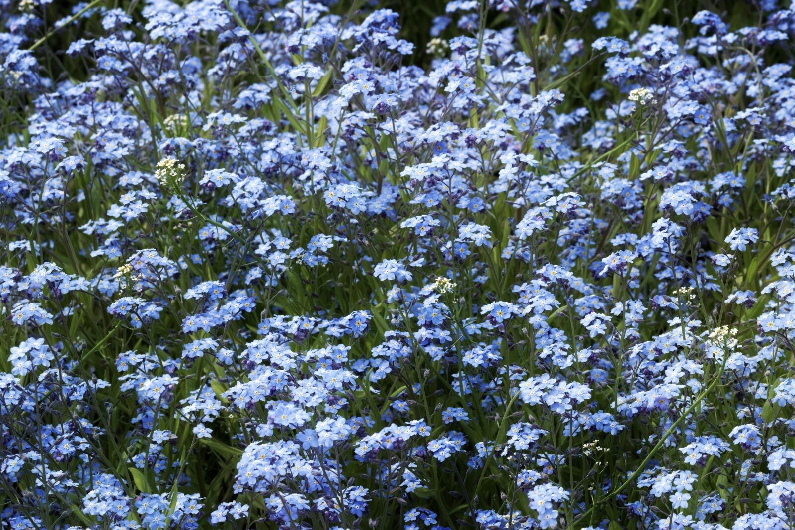 Nikon D5300 sample photo. Flowers, blue, flower photography