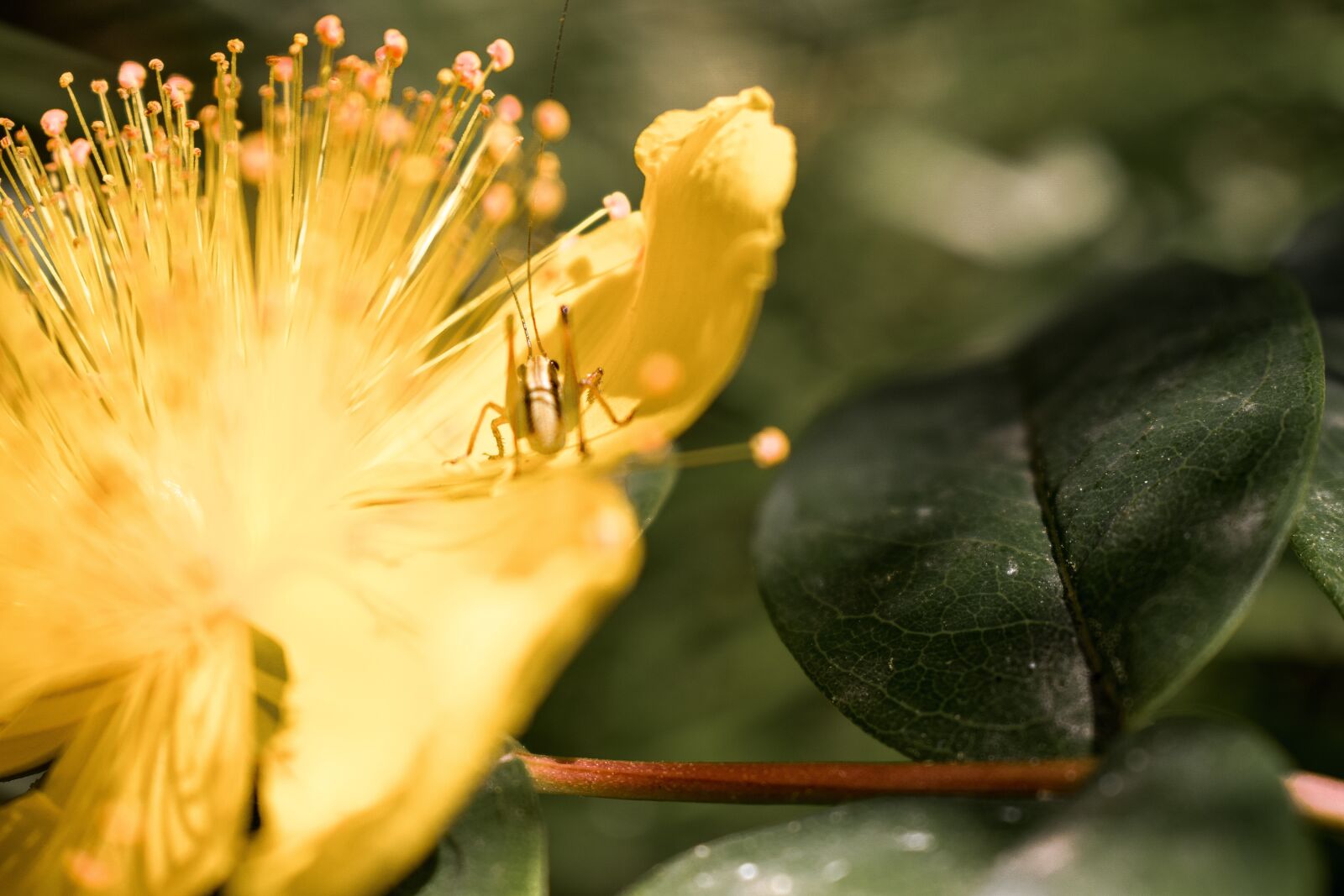 Nikon D3300 sample photo. Flower, yellow, nature photography