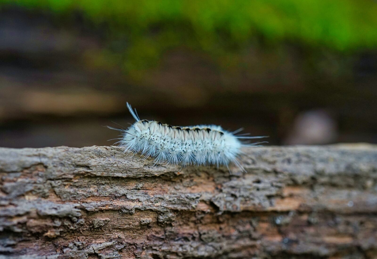 Sony a7 II sample photo. Caterpillar, white caterpillar, insect photography