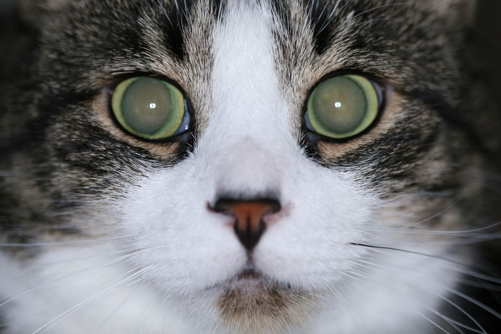 Canon EOS 30D sample photo. Cat, eyes, stare photography