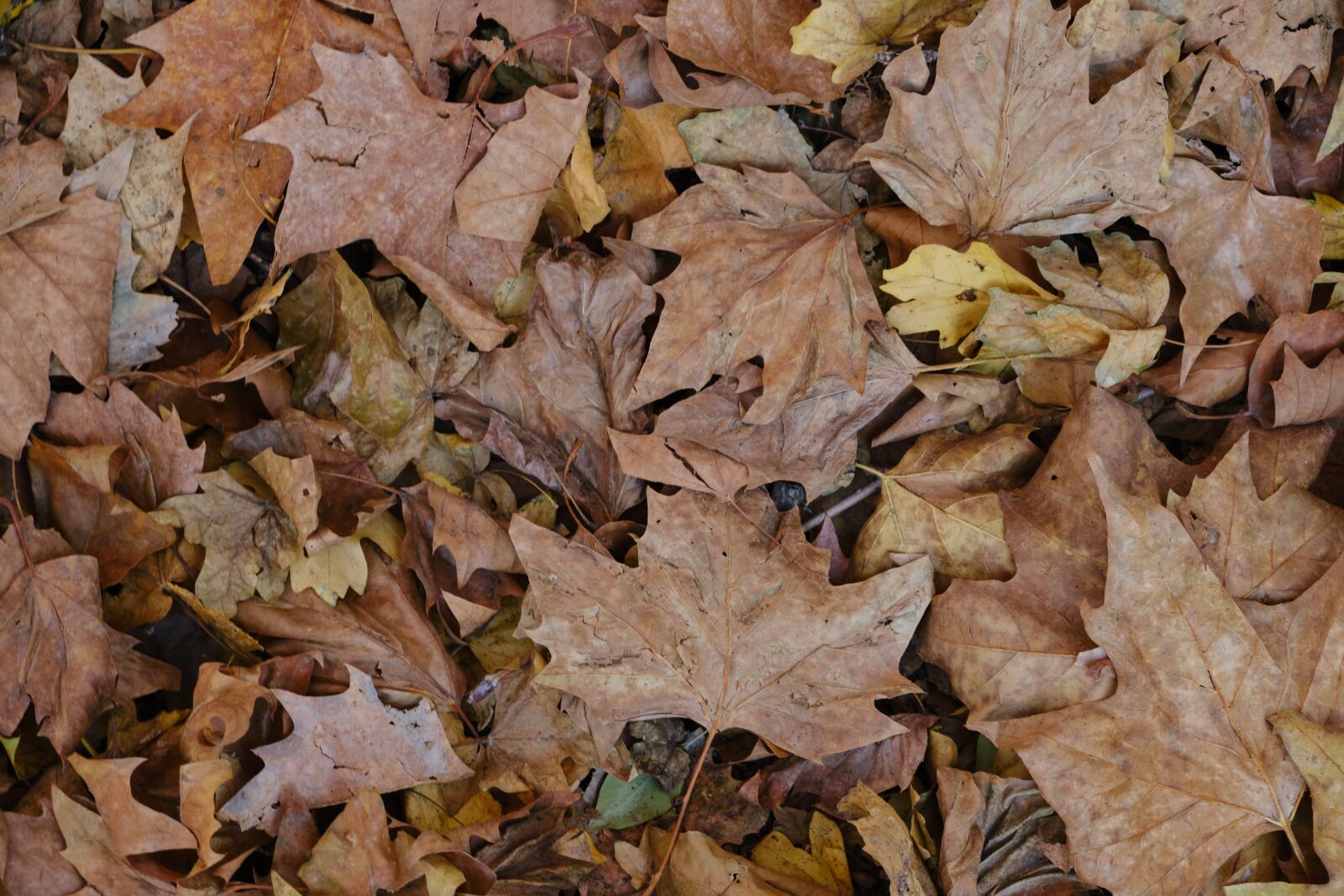 Fujifilm X-T3 sample photo. Autumn, fall foliage, withered photography