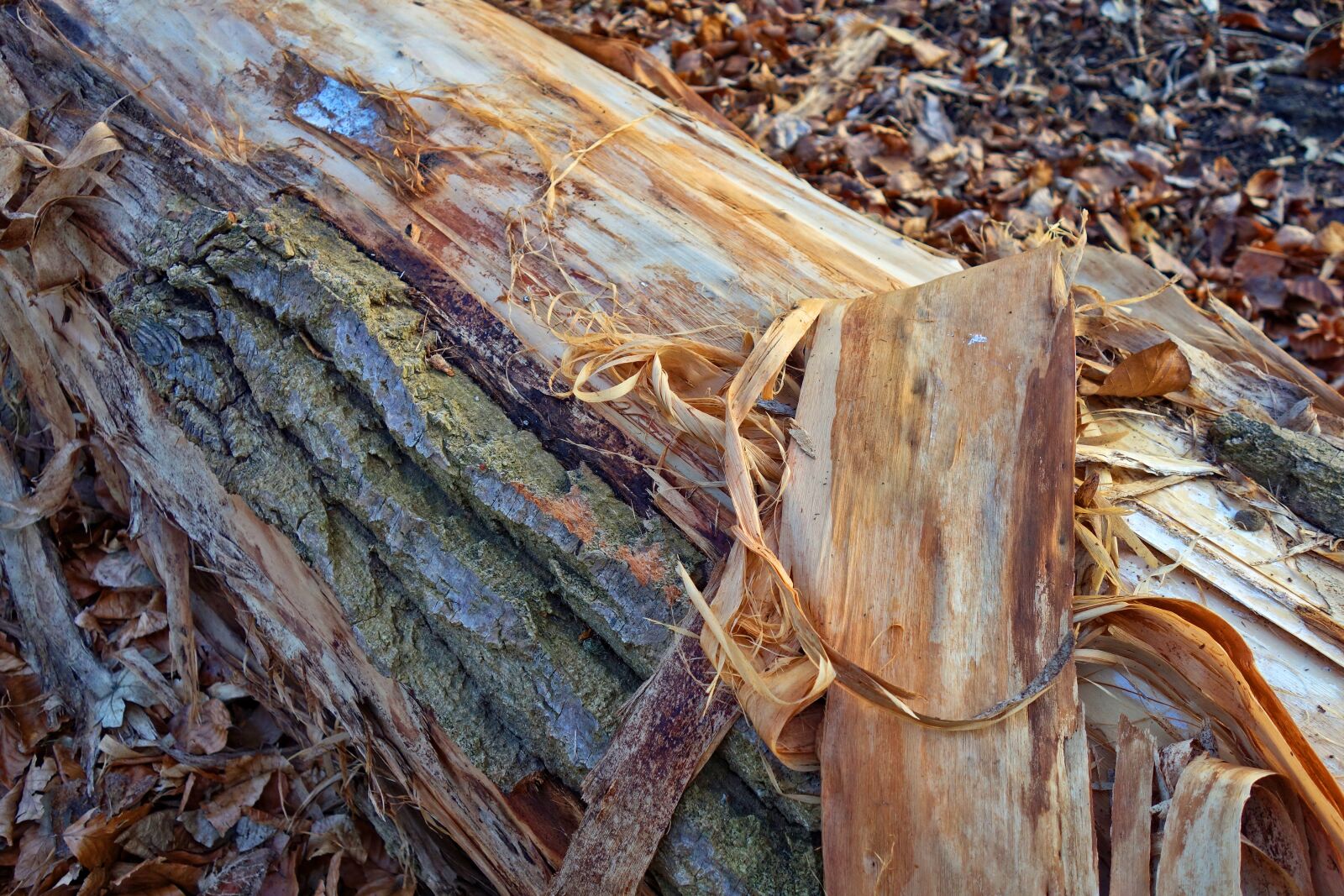 Sony Cyber-shot DSC-RX100 sample photo. Bark, peeling, shredded photography