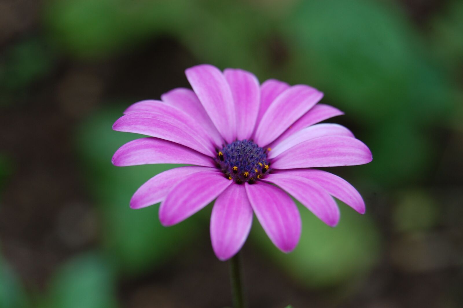 Nikon D40 sample photo. Flower, nature, blossom photography
