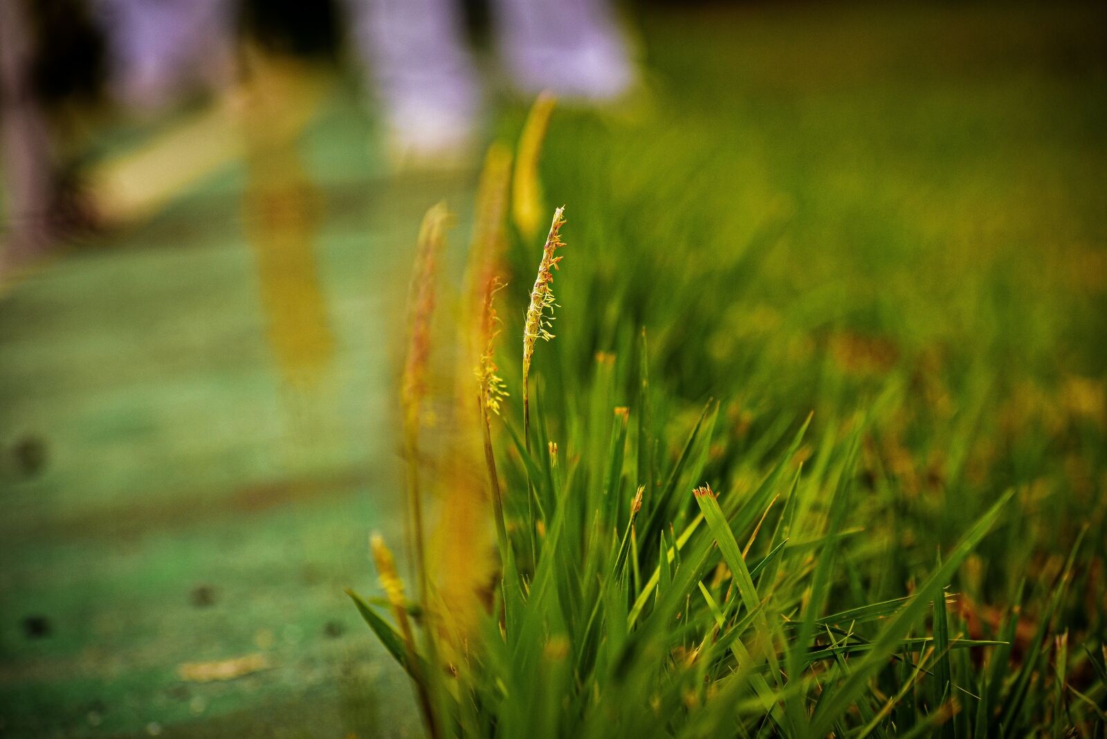 Nikon D3400 sample photo. Leaf, flower, garden photography
