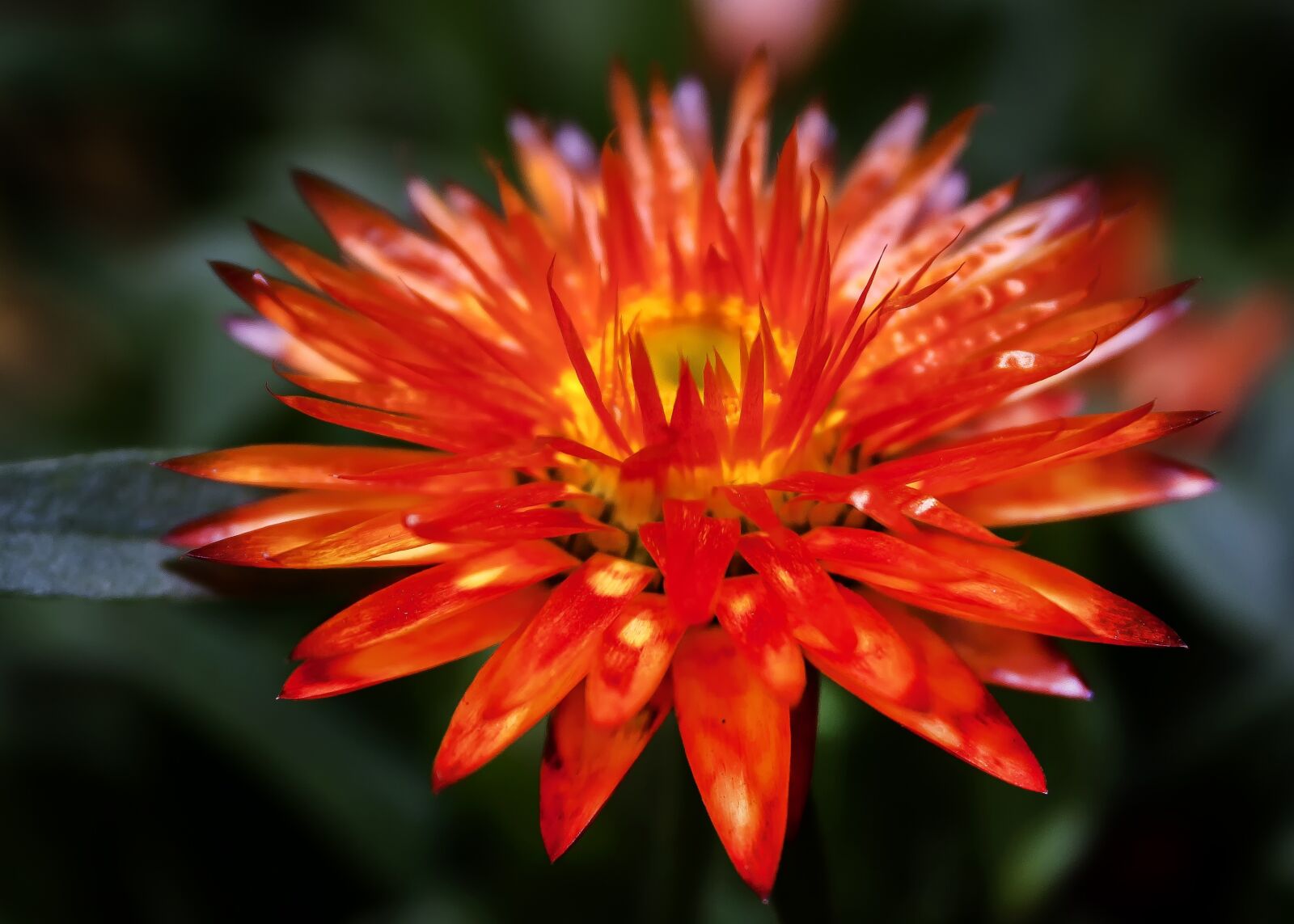 Canon EF-S 18-55mm F3.5-5.6 II sample photo. Helichrysum, italicum, orange photography