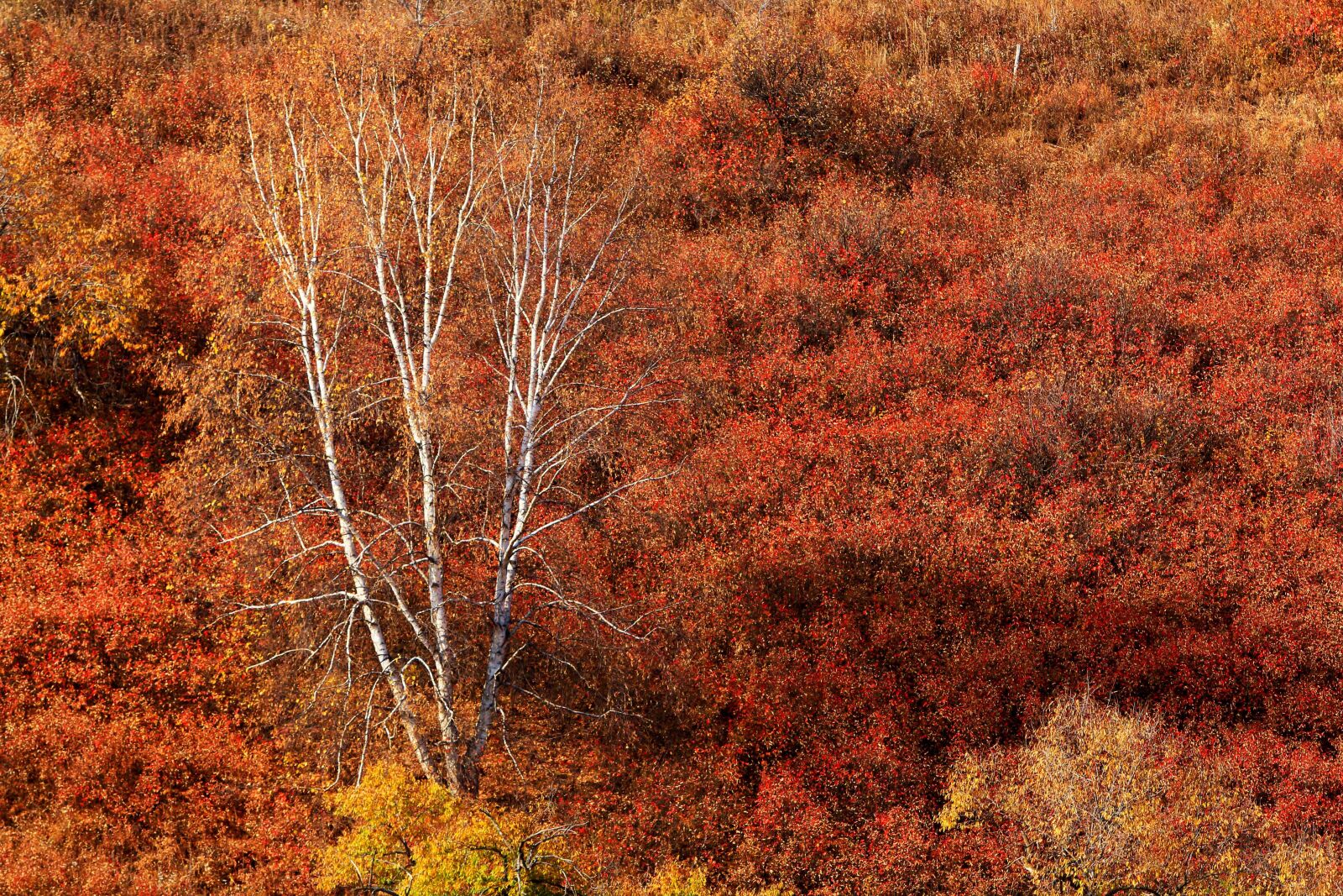 Canon EOS 70D + Canon EF 70-200mm F2.8L IS USM sample photo. Autumn, the scenery, tree photography