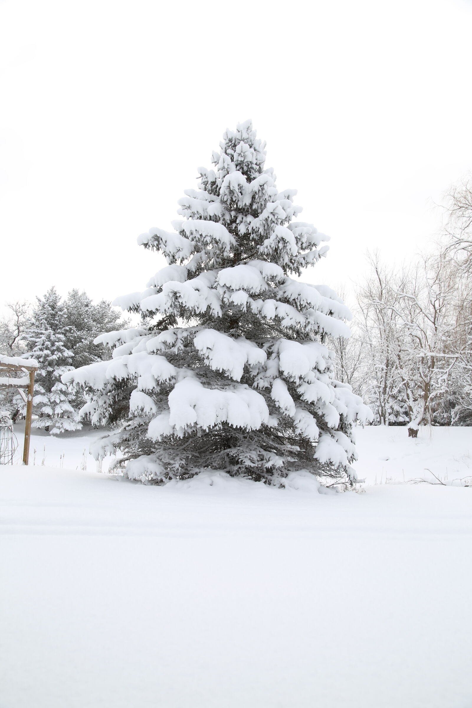 Canon EOS 6D sample photo. Tree, evergreen, spruce, snow photography