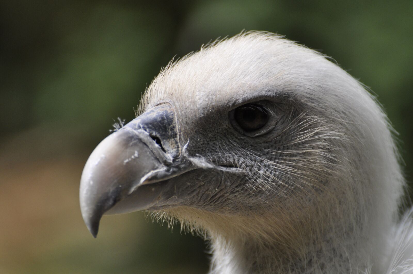 Nikon D5000 sample photo. Vulture, griffon vulture, raptor photography