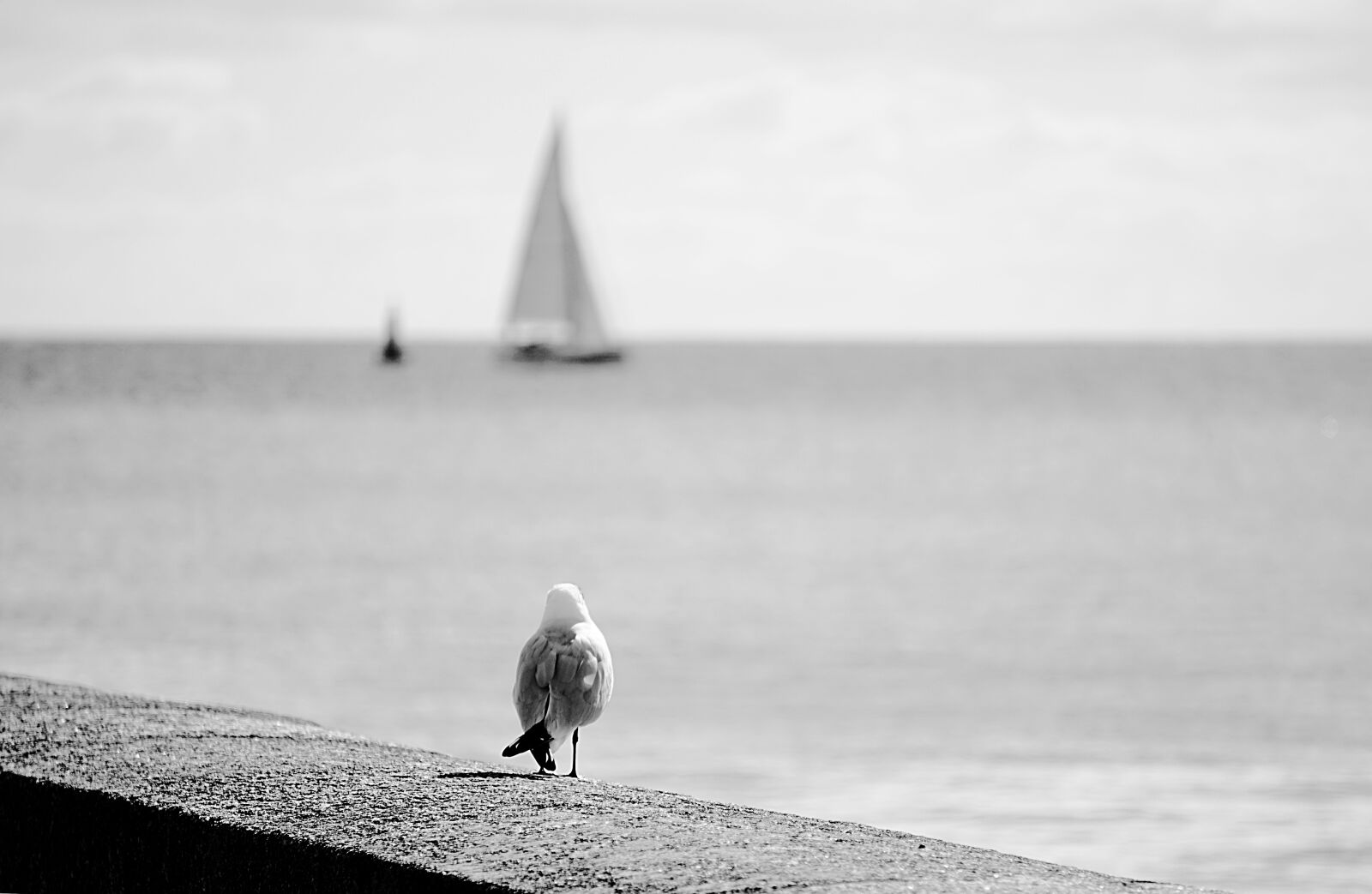 Sony a6000 sample photo. Faune, sauvage, horizon, mer photography