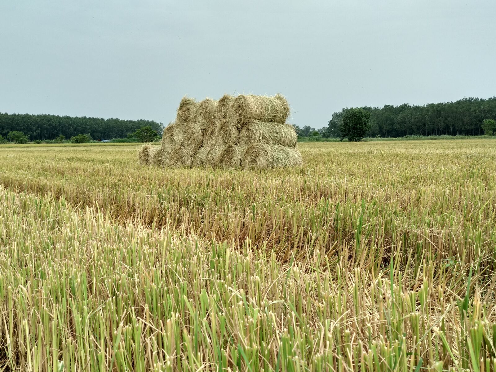 Xiaomi Mi A1 sample photo. Straw, dry grass, silk photography
