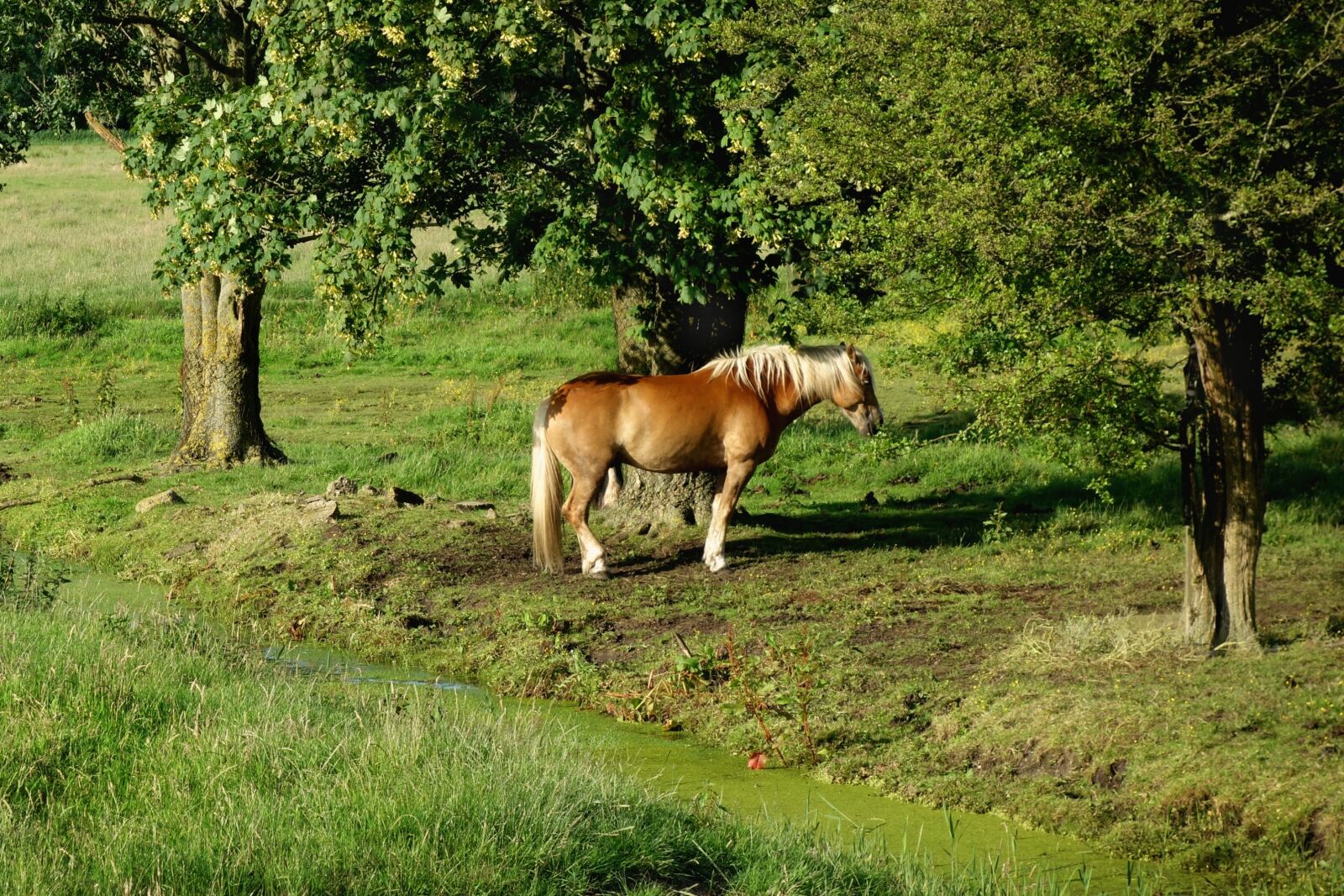 Sony Cyber-shot DSC-RX100 sample photo. Horse, haflinger, breed photography
