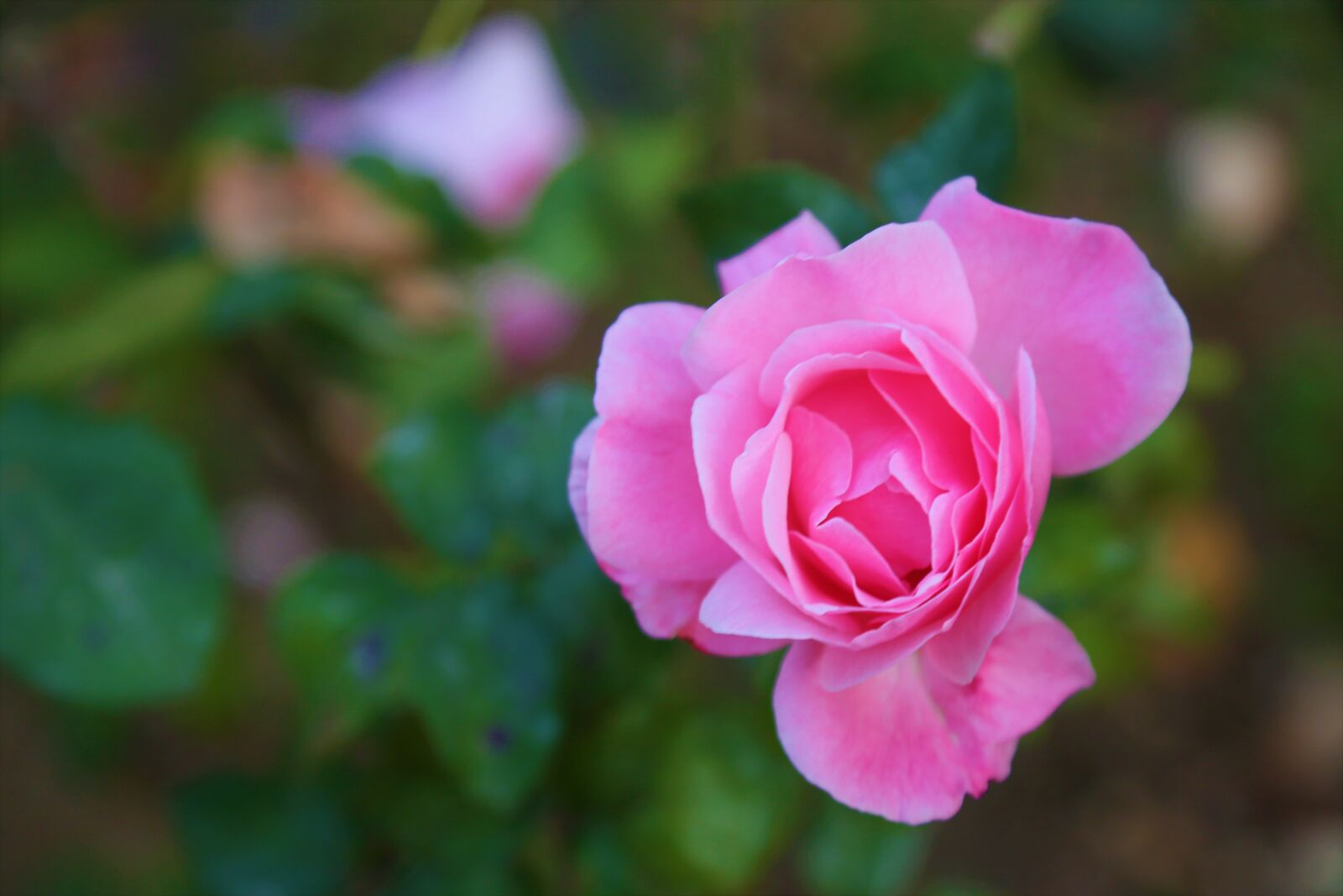 Canon EF 24-105mm F4L IS USM sample photo. Rose, nature, flower photography