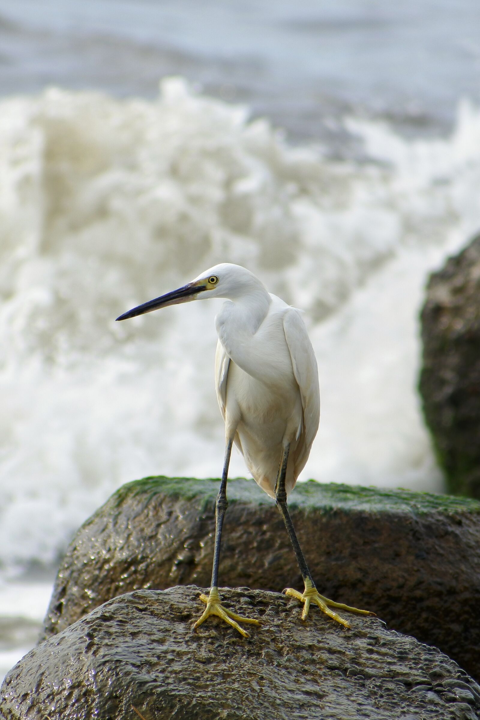VR 70-300mm f/4.5-6.3G sample photo. Animal, sea, river photography