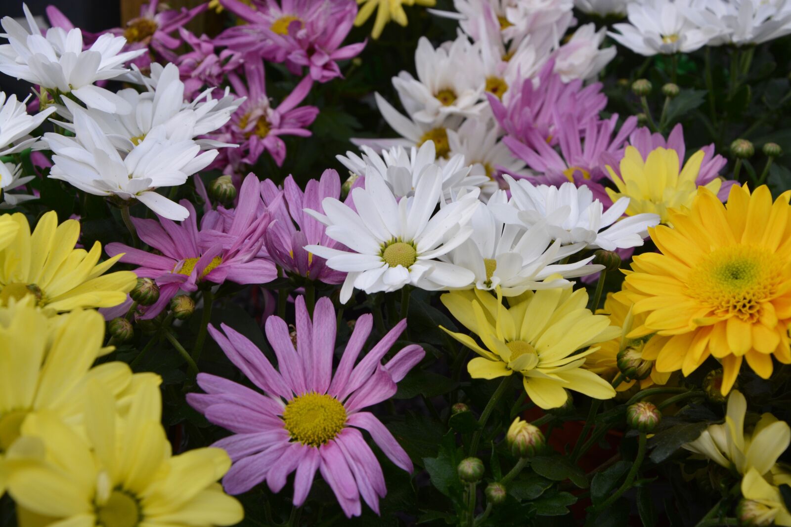 Nikon D5200 sample photo. Mums, flowers, colors photography