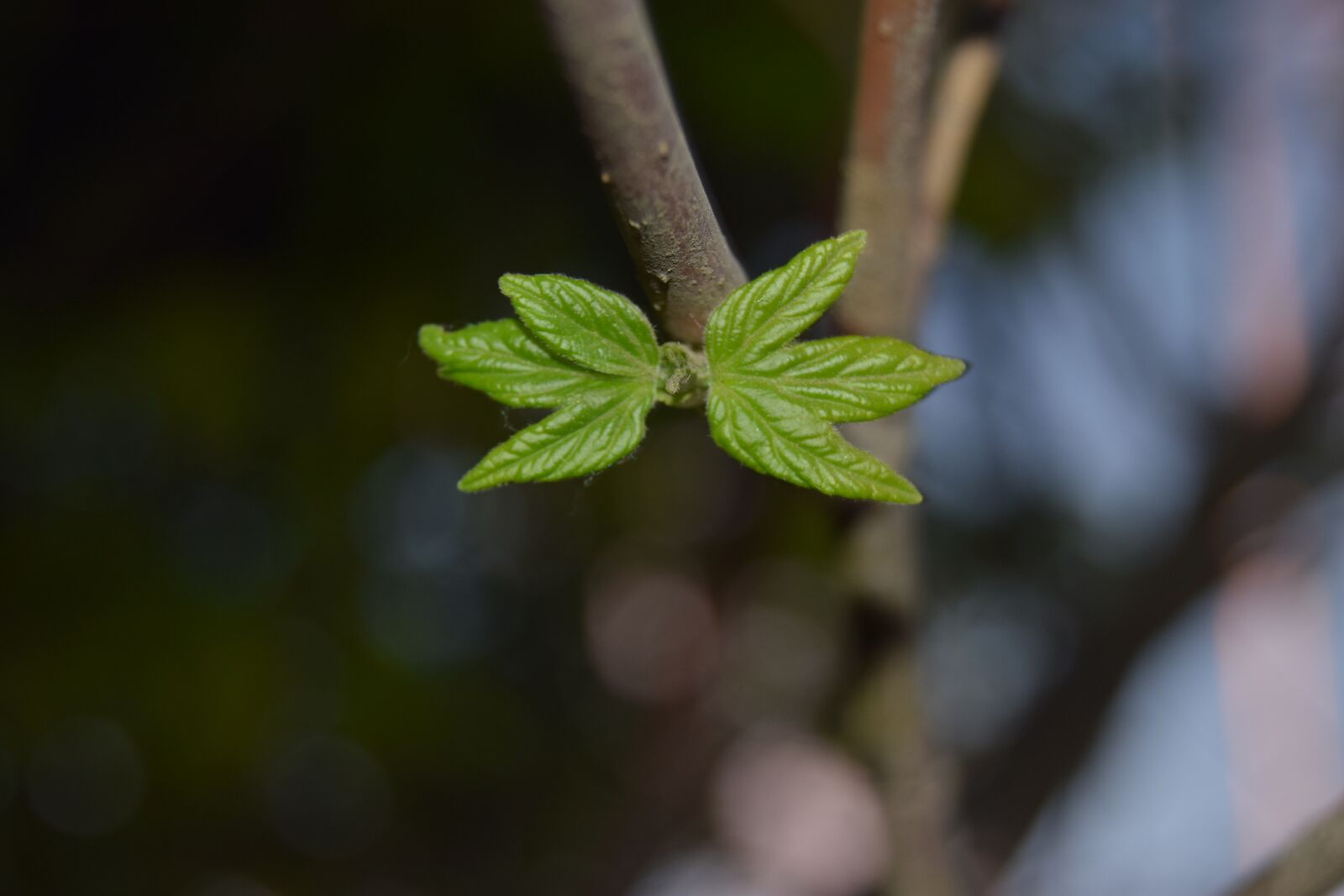 Nikon D3300 sample photo. Butterfly, green, tree photography