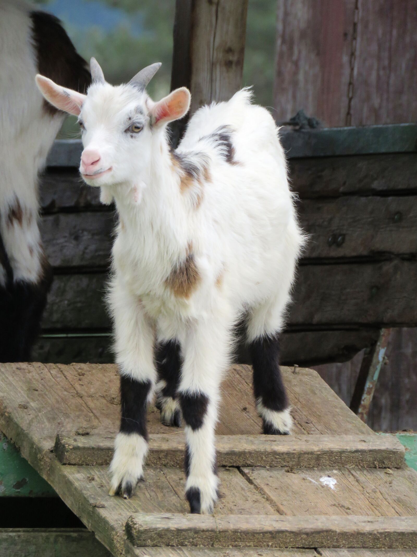 Canon PowerShot SX60 HS sample photo. Goat, pillar, young animal photography