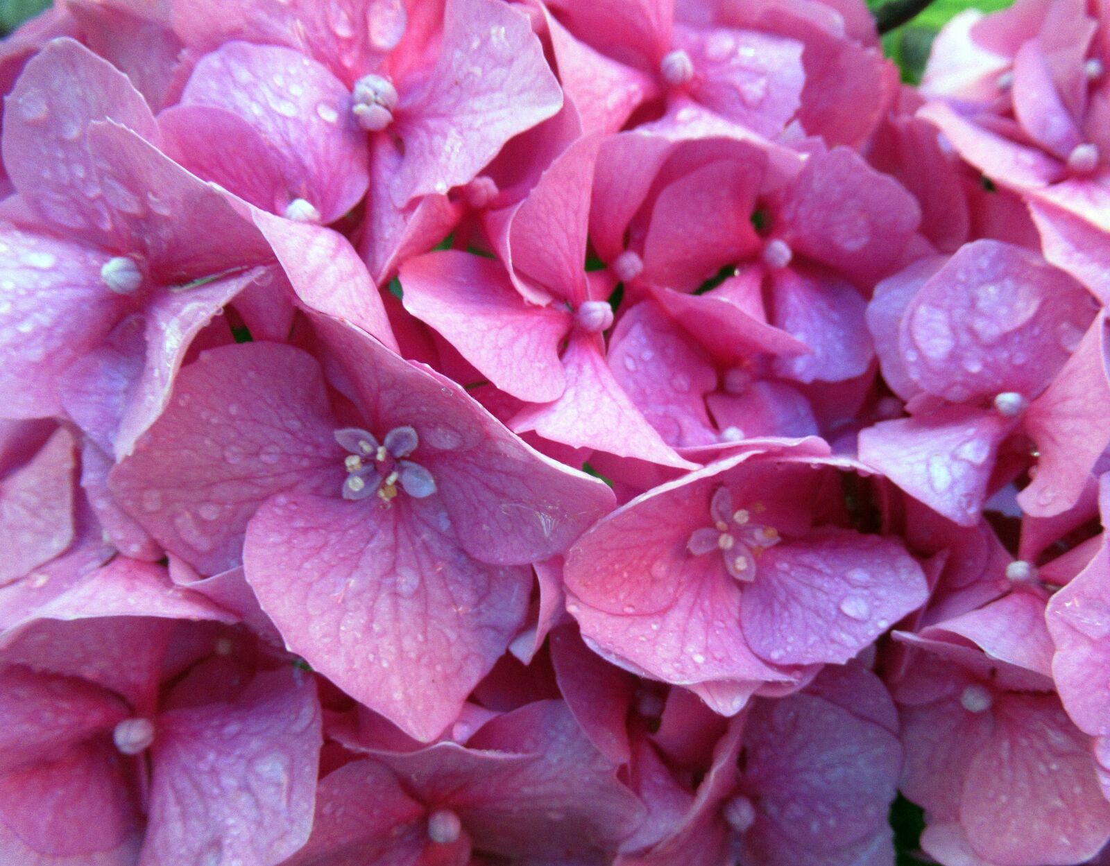 Canon PowerShot SX620 HS sample photo. Summer, flower, hydrangea photography
