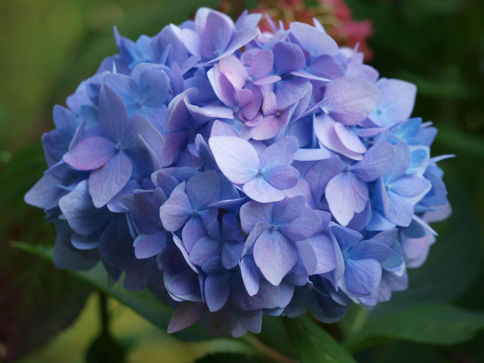 Olympus E-420 (EVOLT E-420) sample photo. Hydrangea, blue, inflorescence photography
