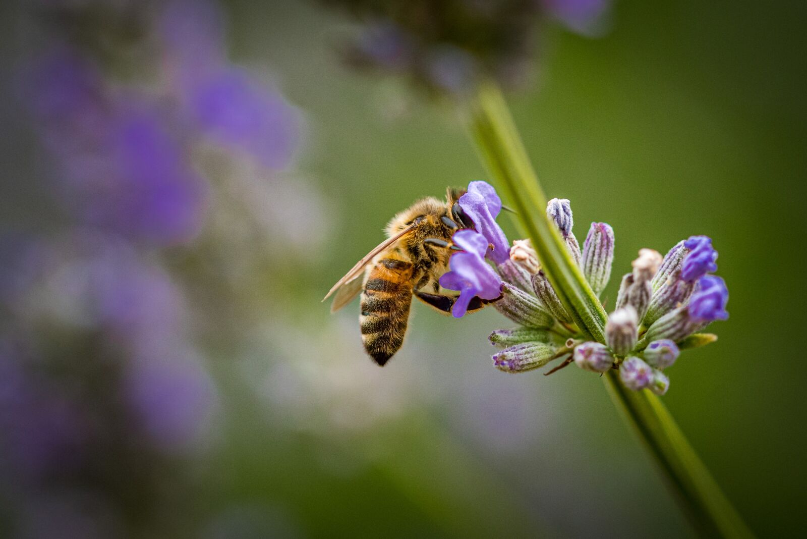 Nikon D750 sample photo. Honey bee, lavender, nature photography
