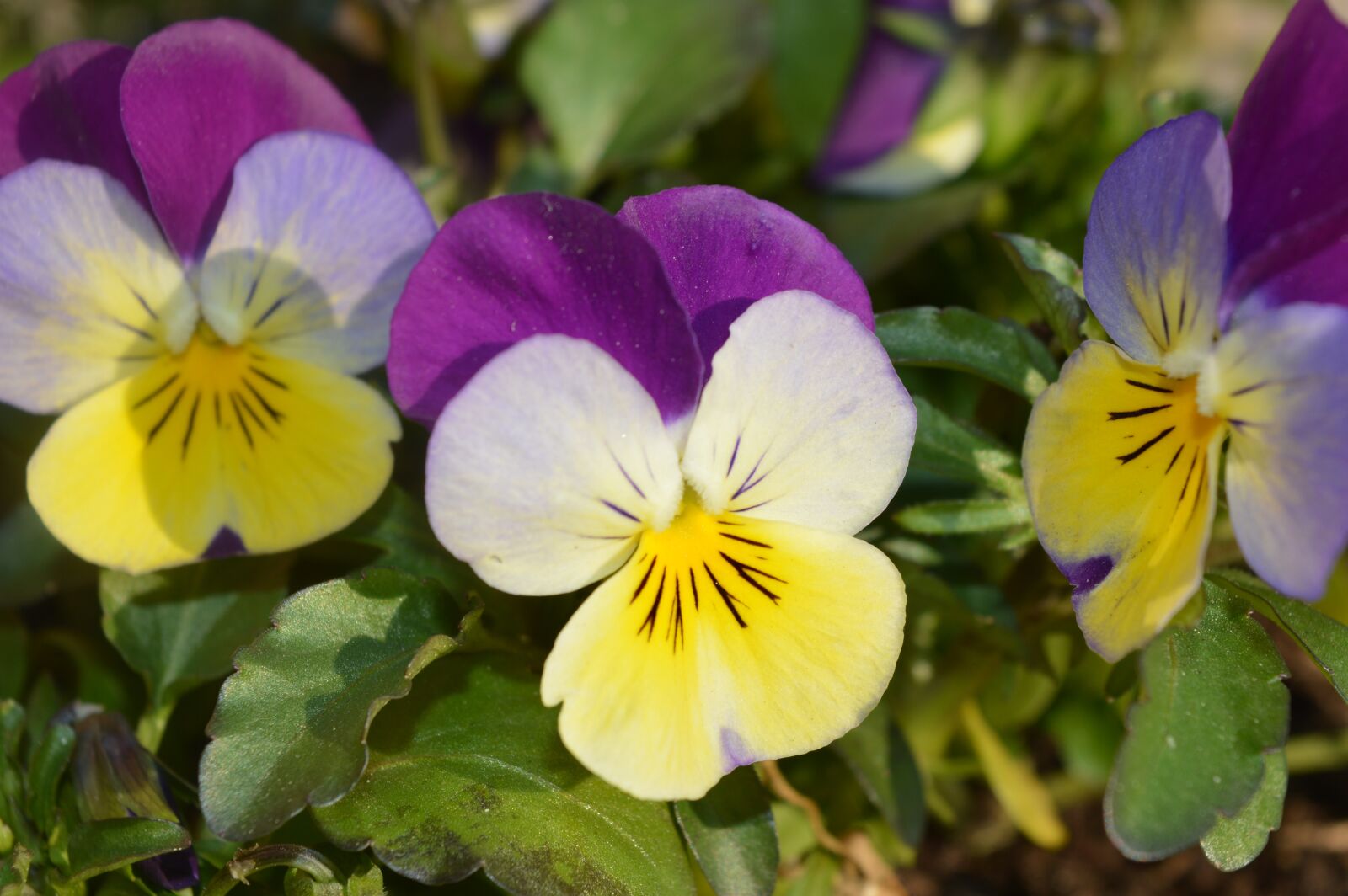 Nikon D3200 sample photo. Violet, spring, flower photography