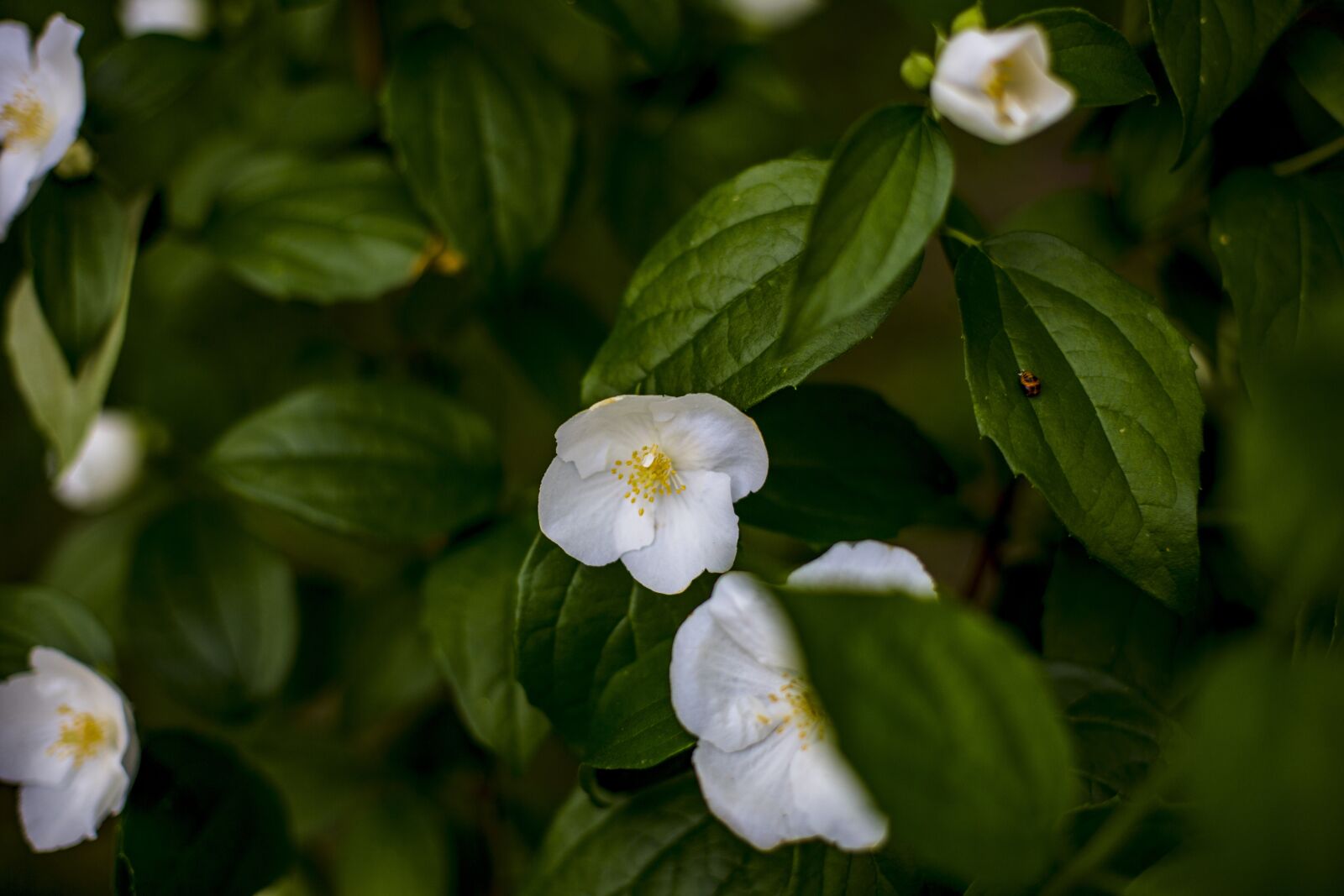 Canon EOS 6D + Canon EF 50mm F1.4 USM sample photo. Flowers, white, greens photography