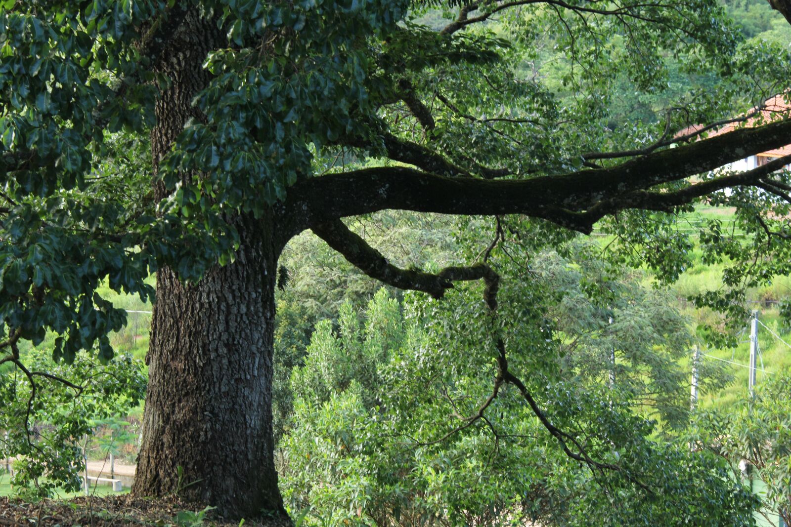 Canon EF-S 18-200mm F3.5-5.6 IS sample photo. Tree, strength, meditation photography