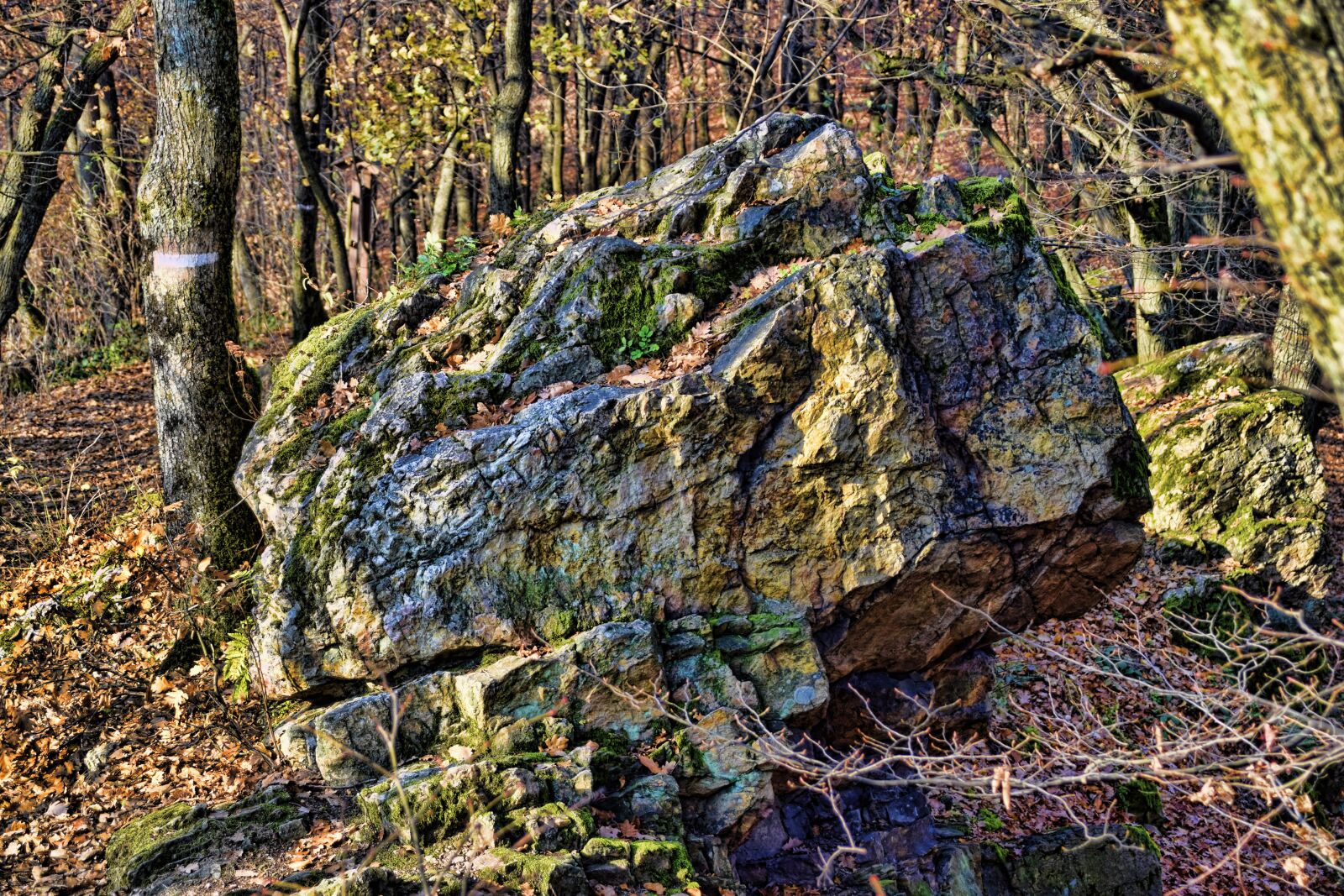 Nikon D5300 sample photo. Stone, forest, nature photography