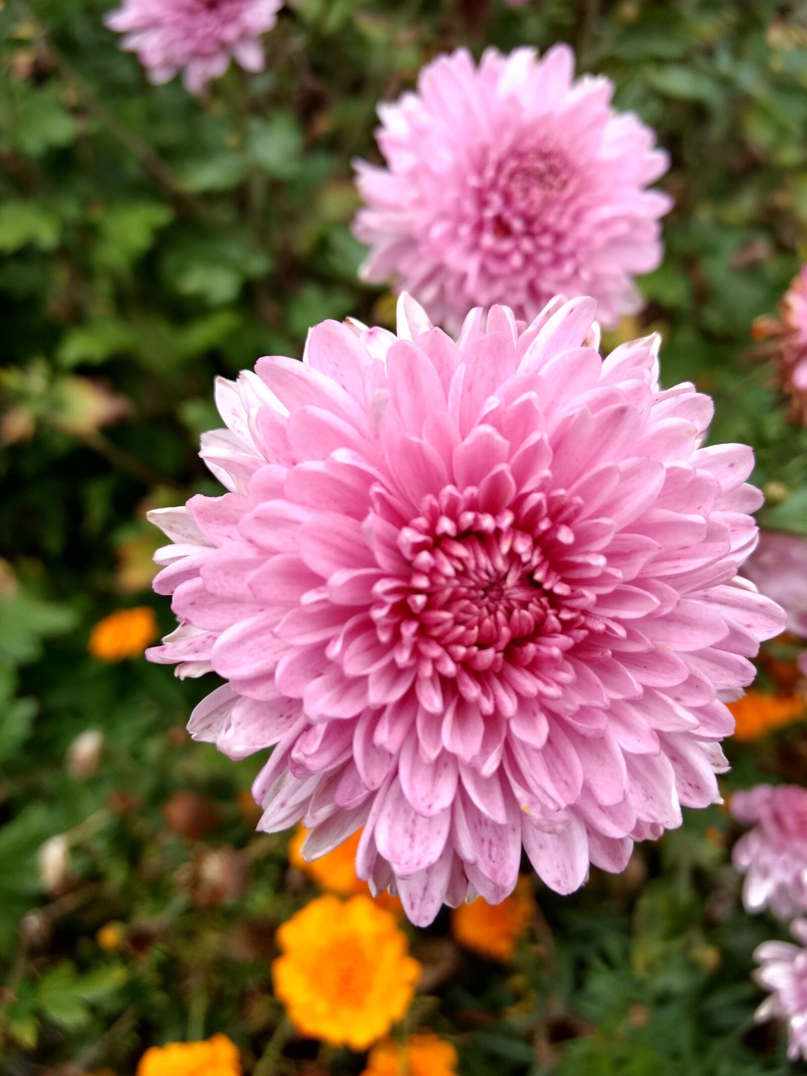 Motorola Moto G (4) sample photo. Flower, rose, garden photography