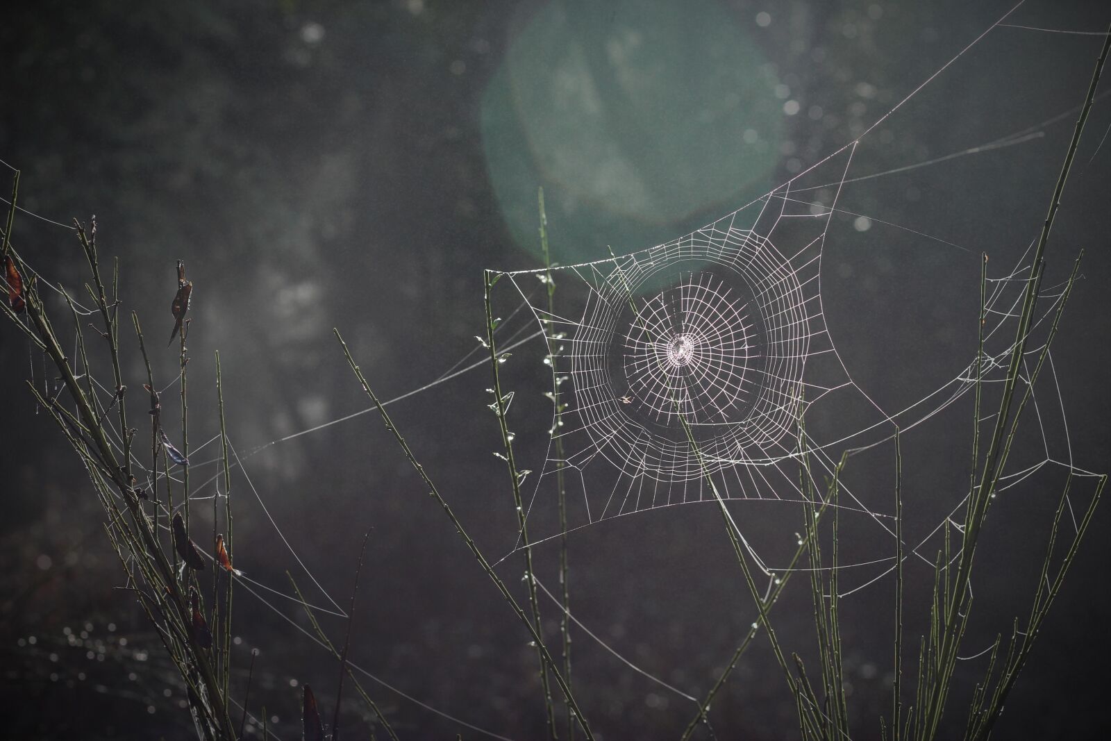 Canon EOS 1200D (EOS Rebel T5 / EOS Kiss X70 / EOS Hi) sample photo. Spider web, spiderweb, arachnid photography